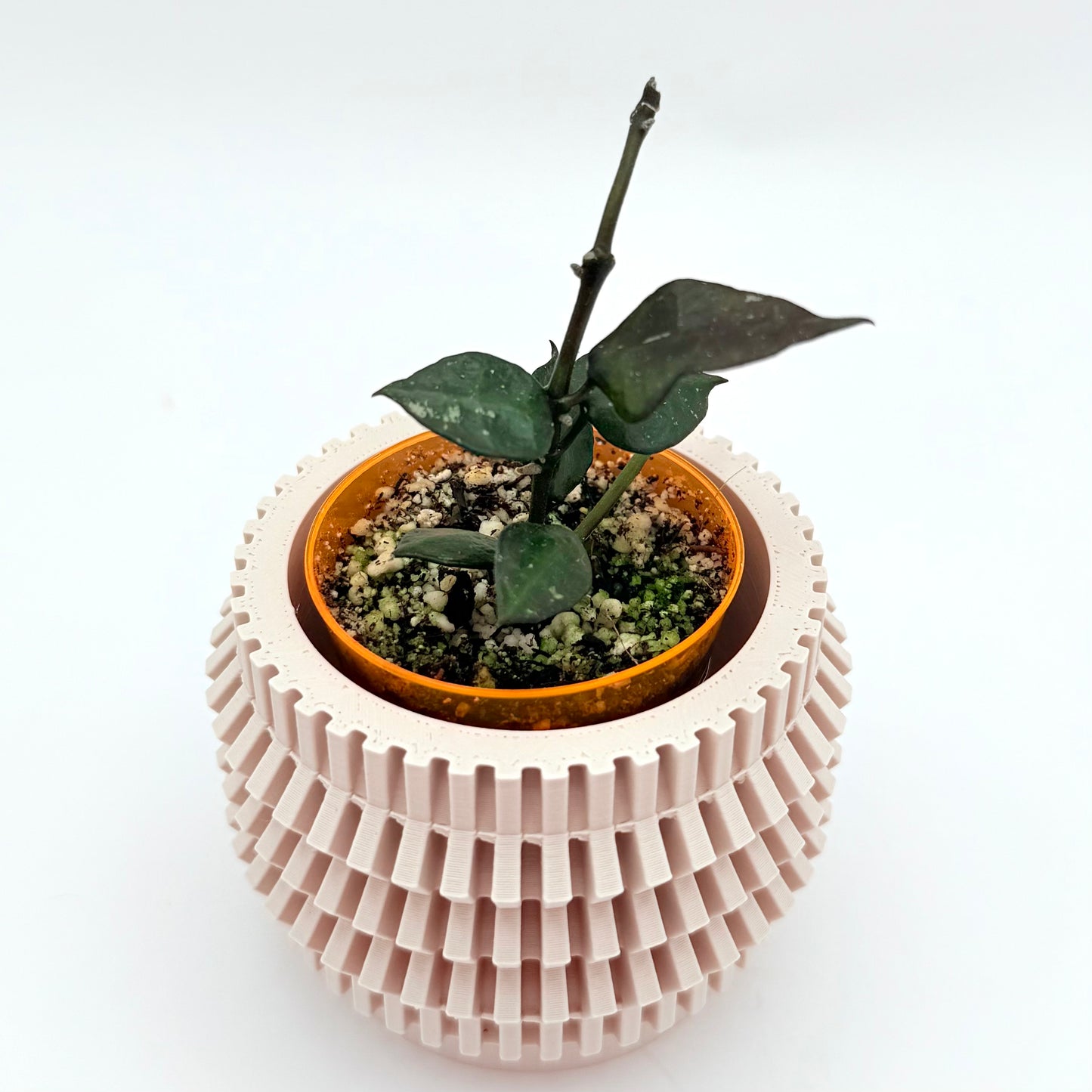 Hoya Krohniana Black | Uncommon Houseplant