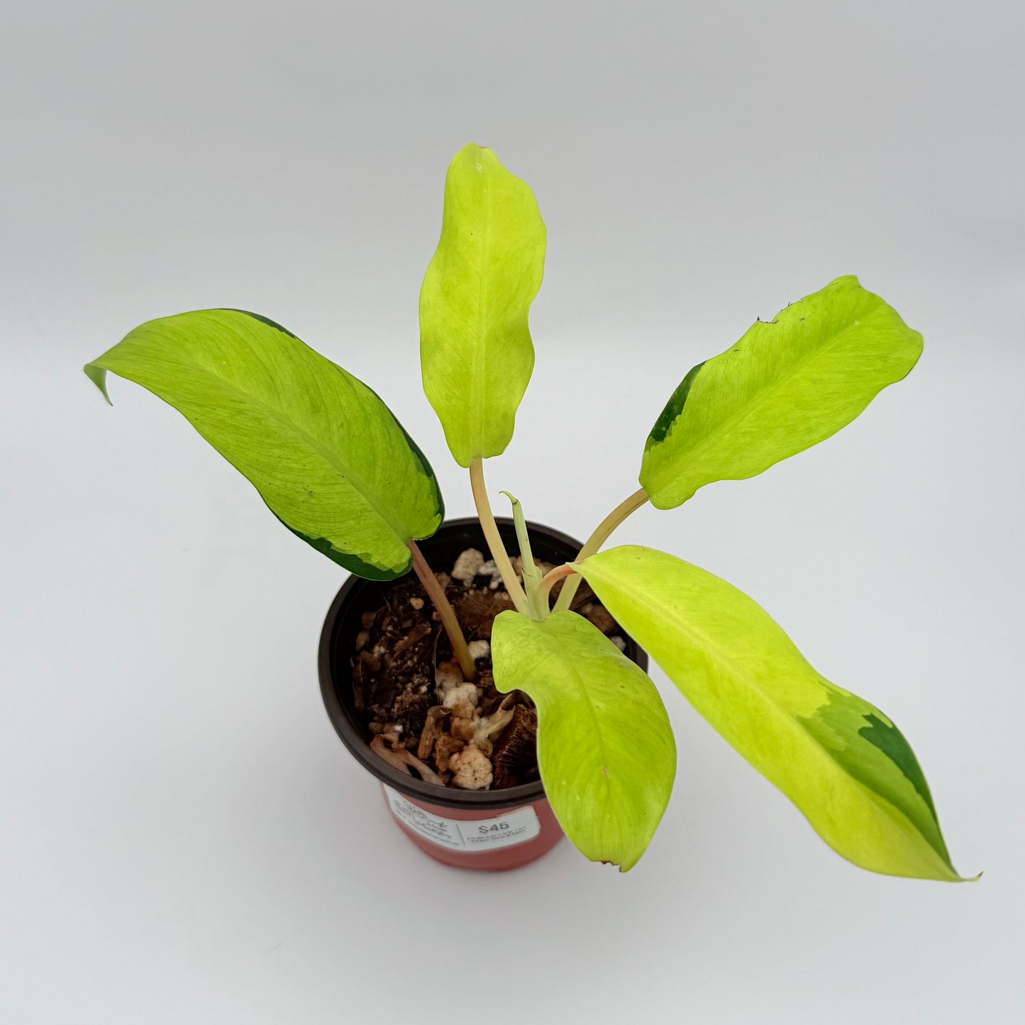 Rare Philodendron Thai Sunrise tropical indoor house plant