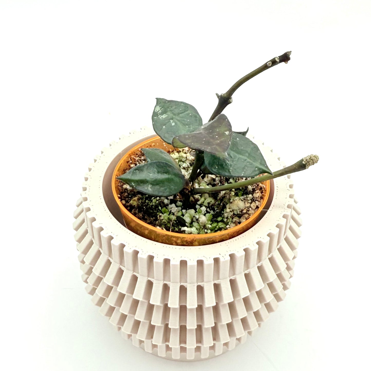 Hoya Krohniana Black | Uncommon Houseplant