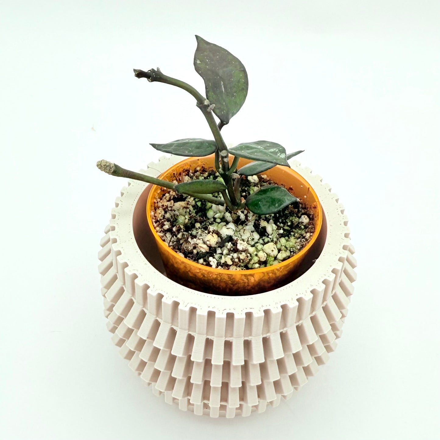 A Hoya Krohniana Black houseplant with small, almond-shaped black leaves that fade to green. Easy care. Pet Friendly.