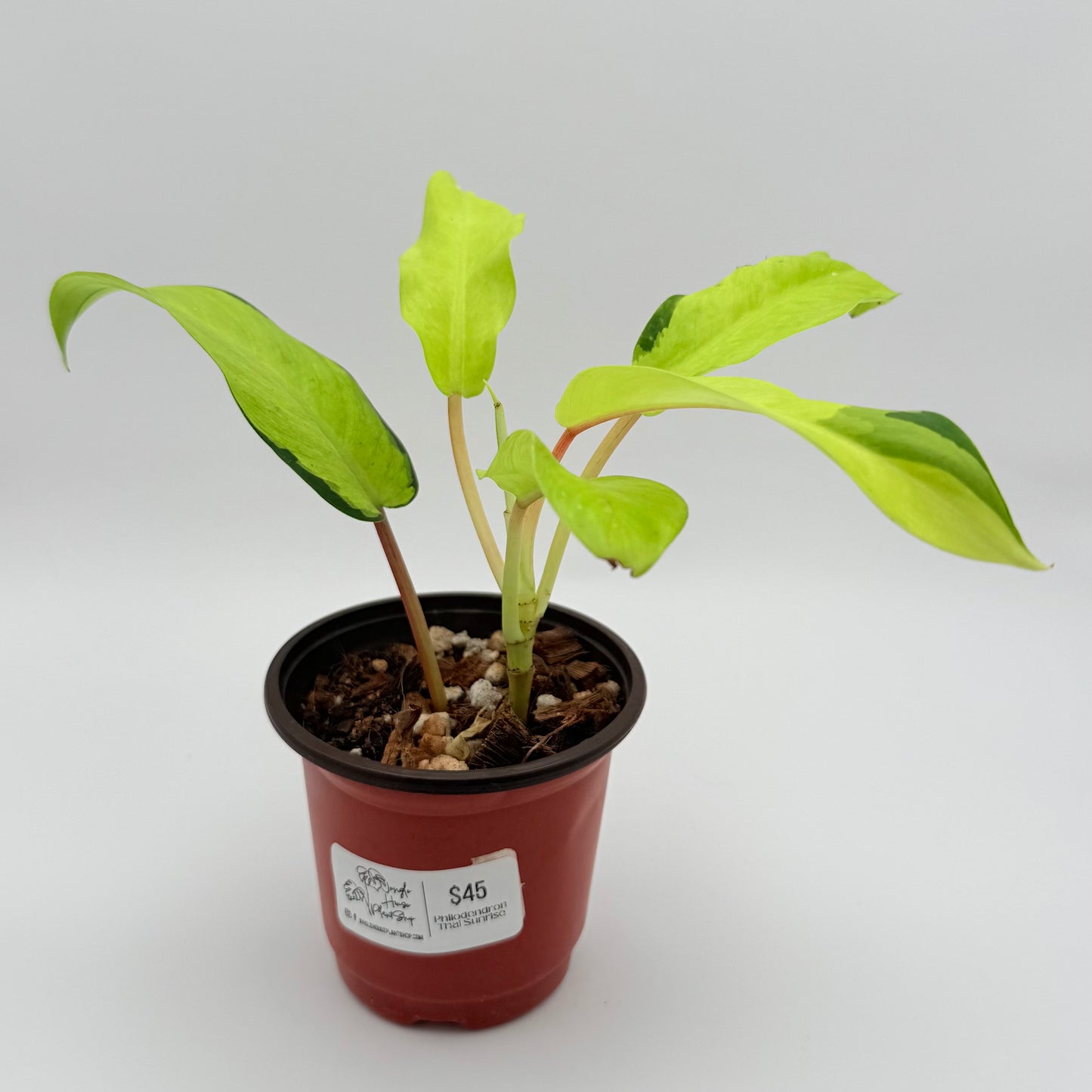 Philodendron Thai Sunrise