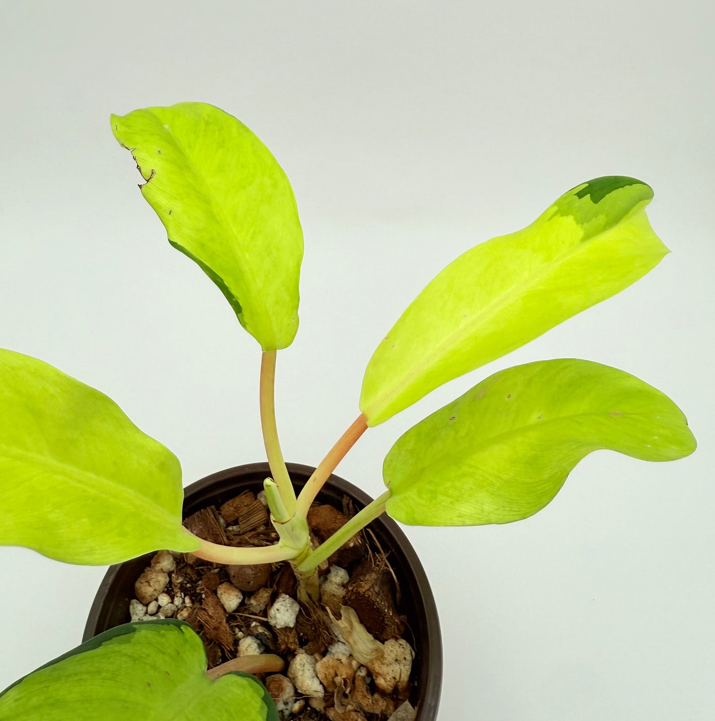 Philodendron Thai Sunrise