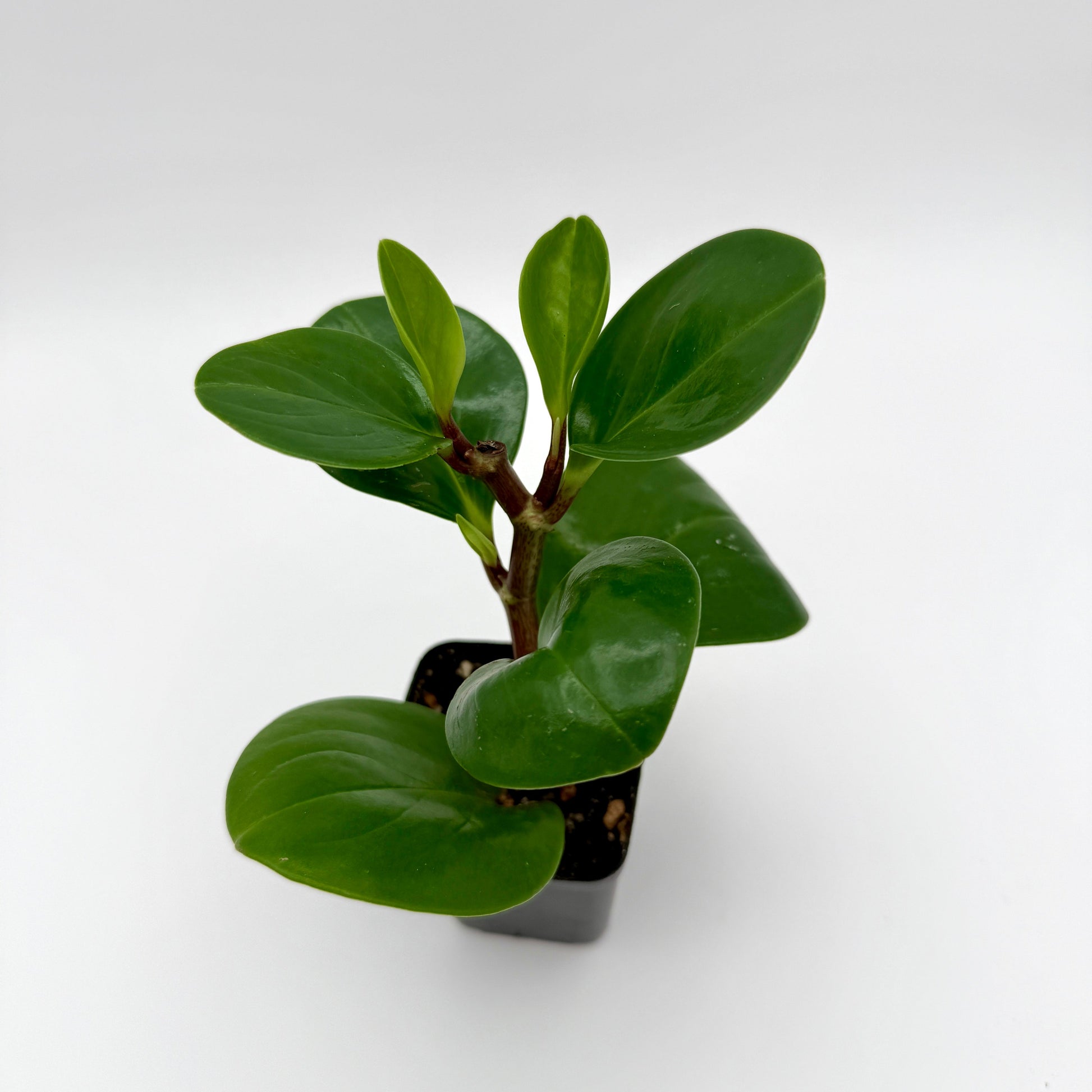 baby rubber plant thick green leaves