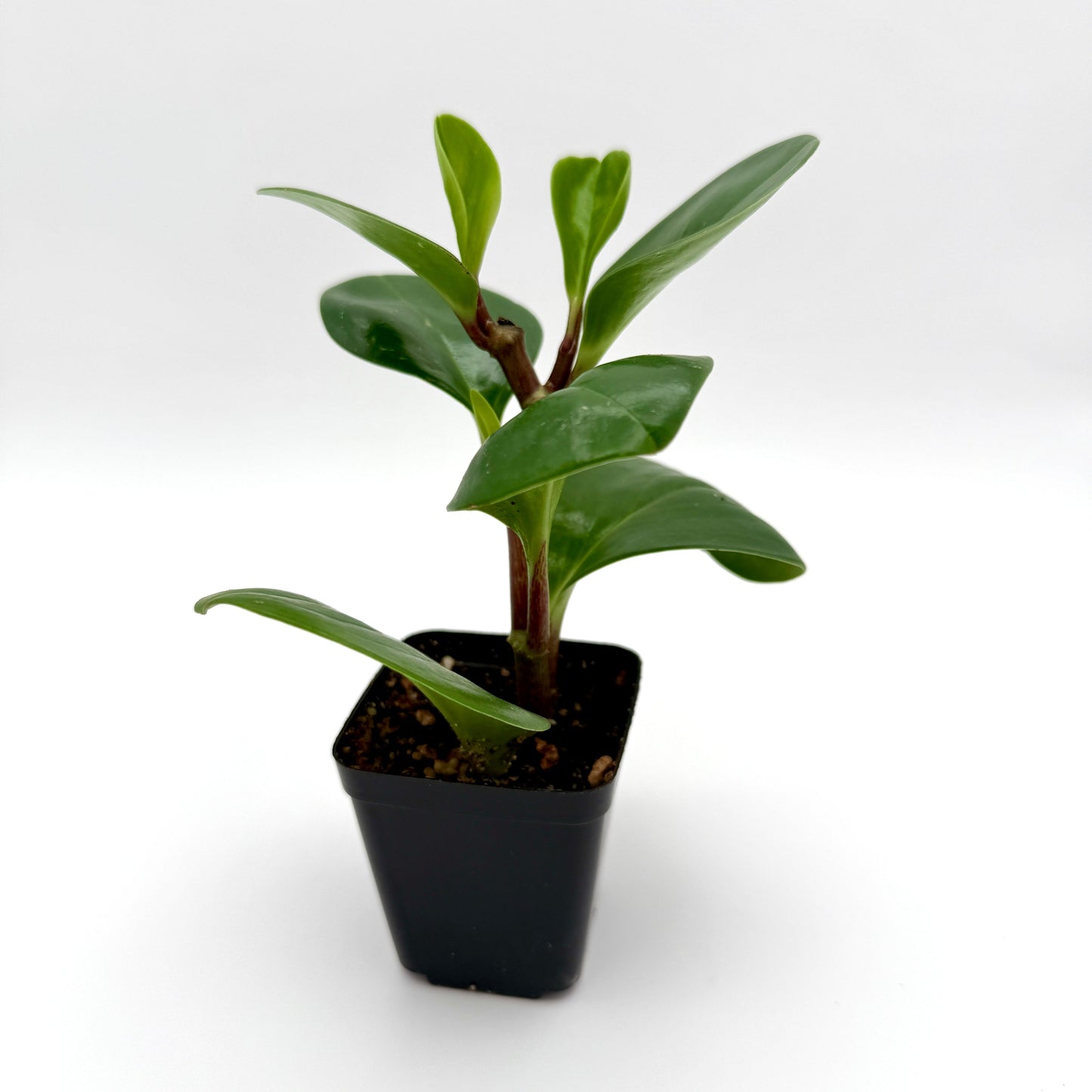 baby rubber plant, 2.5" size