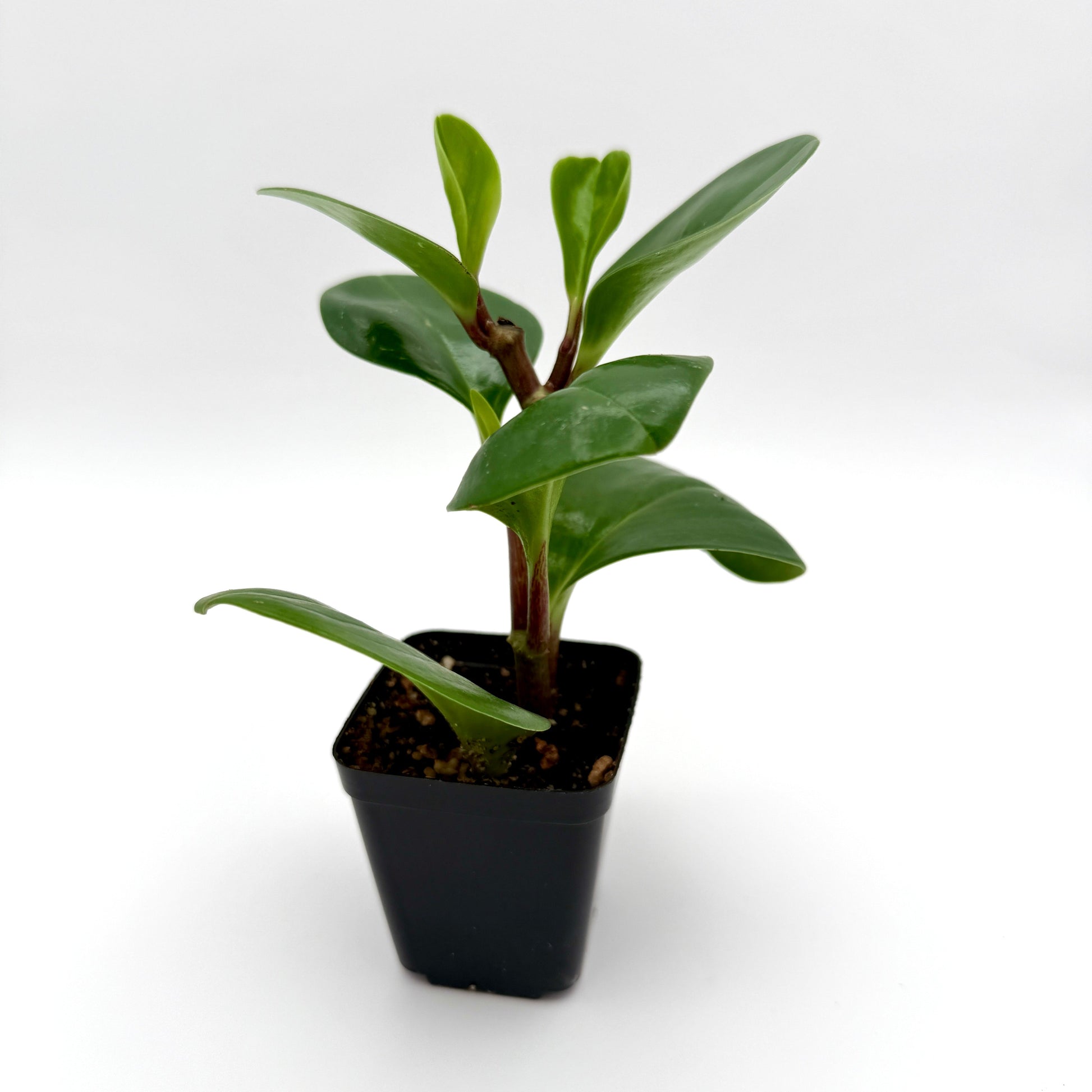 baby rubber plant, 2.5" size