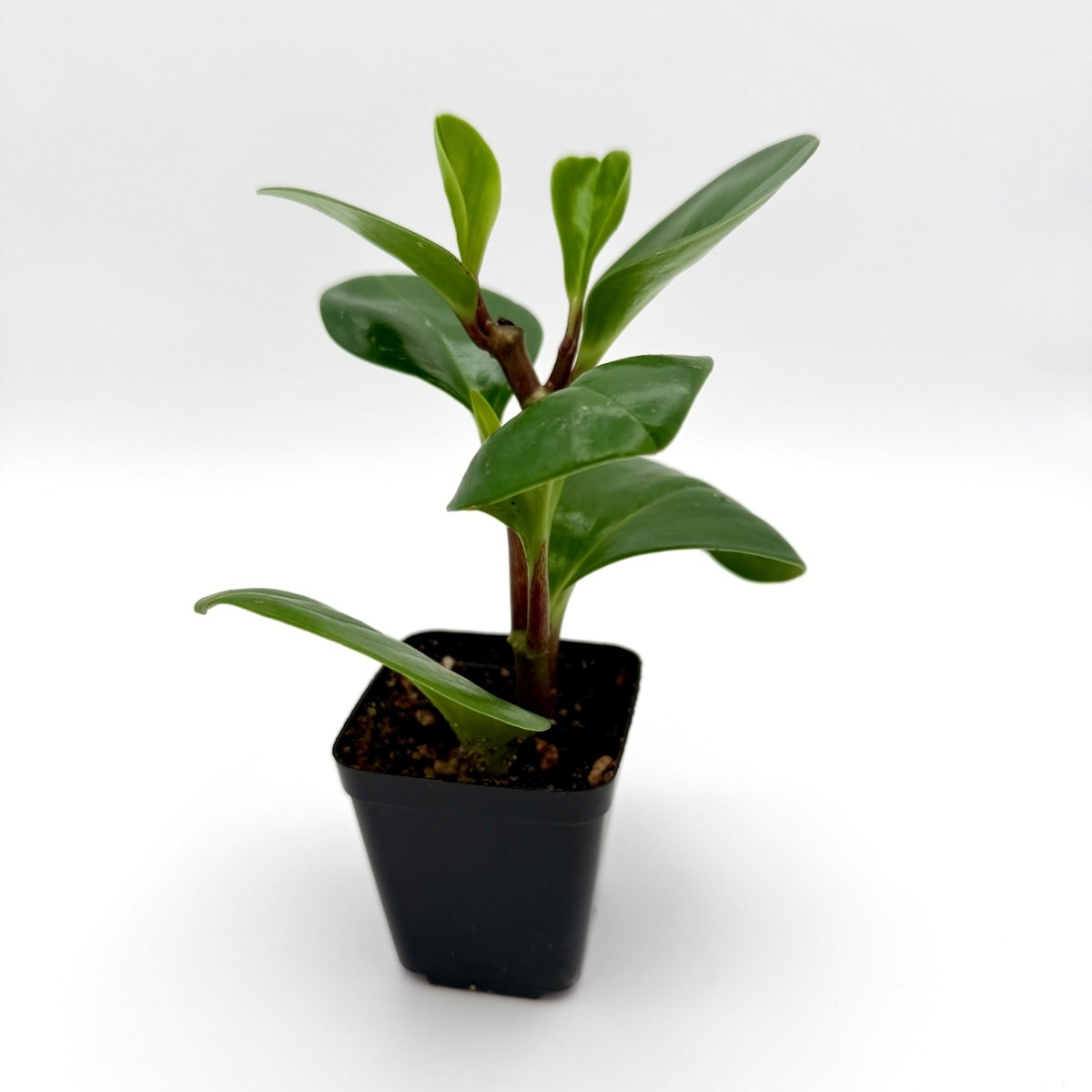 baby rubber plant, 2.5" size