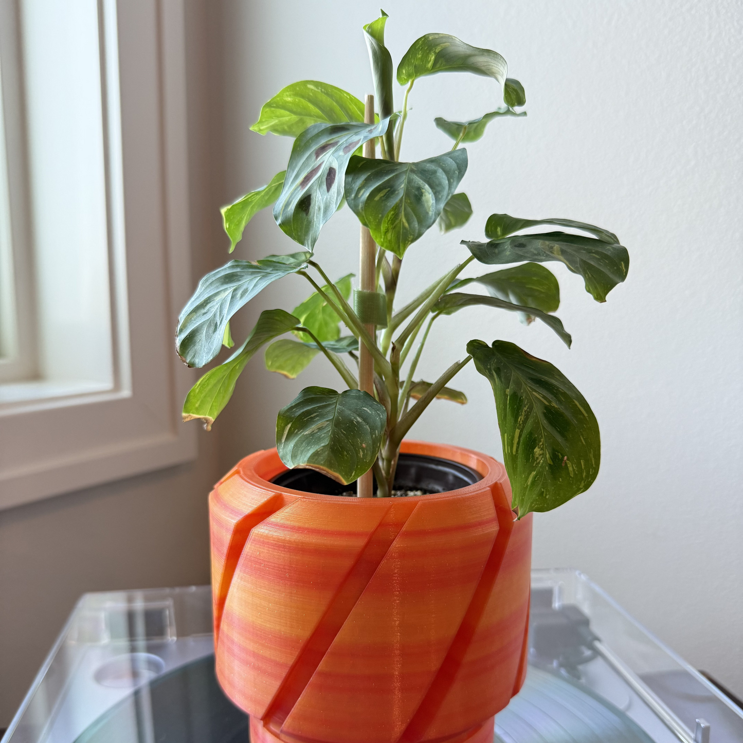 Prayer Plant | Maranta - Green Variegated