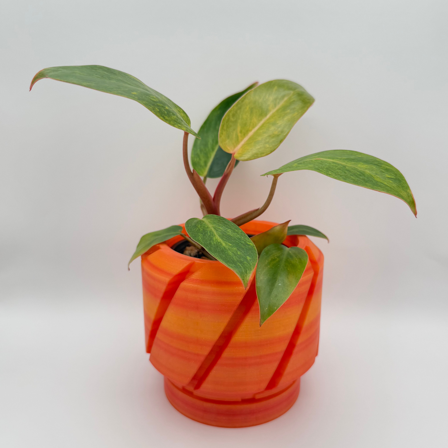Painted Lady Philodendron | Philodendron erubescens ‘Painted Lady’