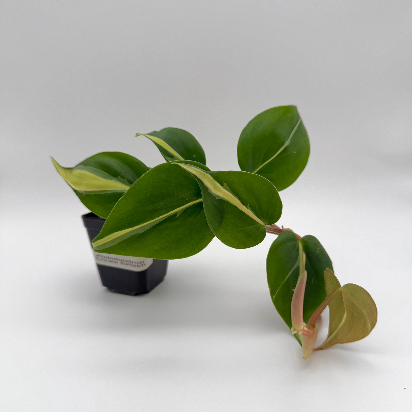 Philodendron Brasil | Philodendron hederaceum 'Brasil'