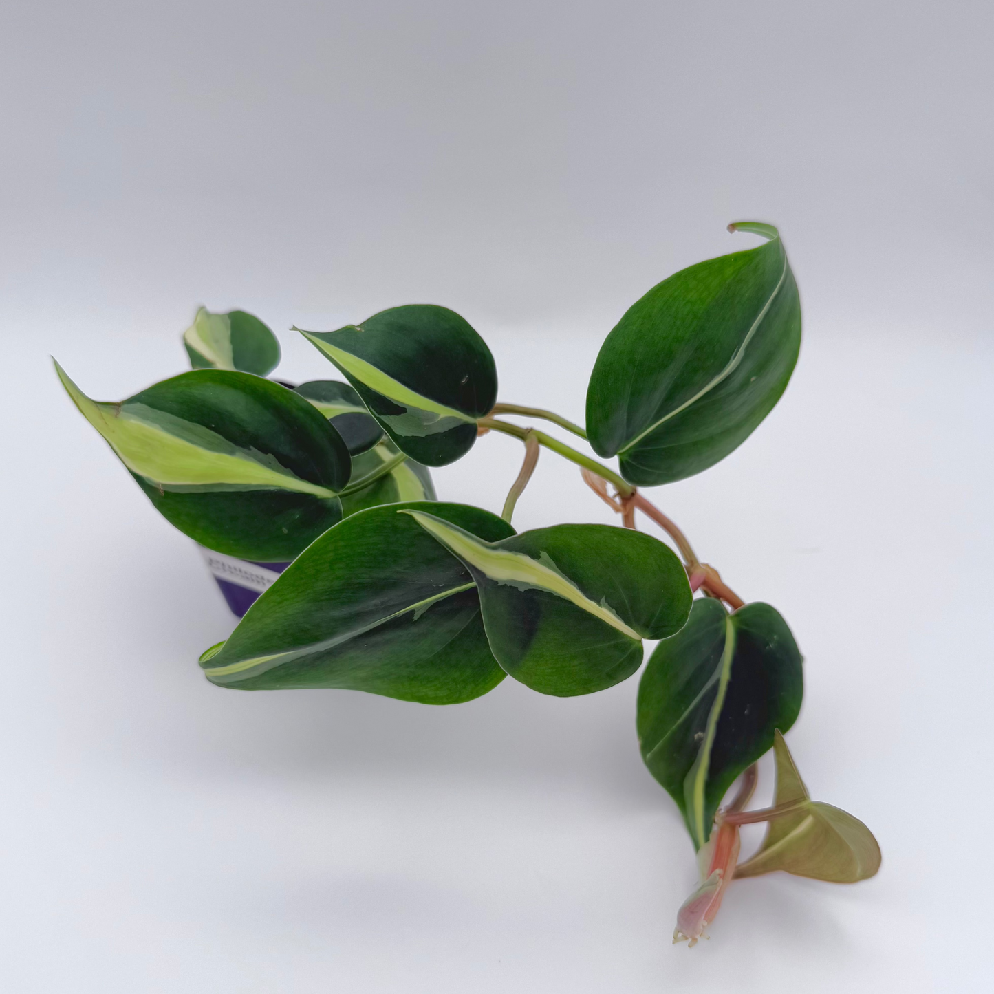 Philodendron Brasil | Philodendron hederaceum 'Brasil'