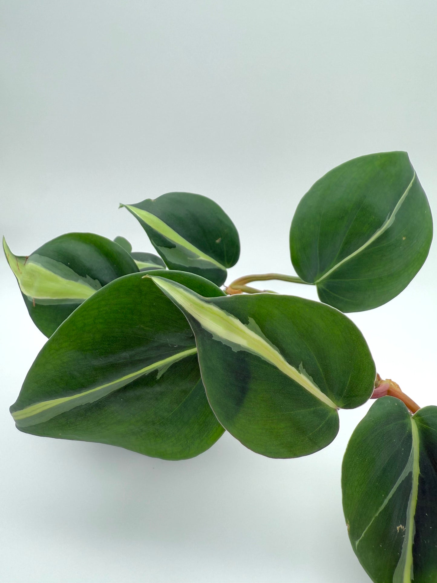 Philodendron Brasil | Philodendron hederaceum 'Brasil'