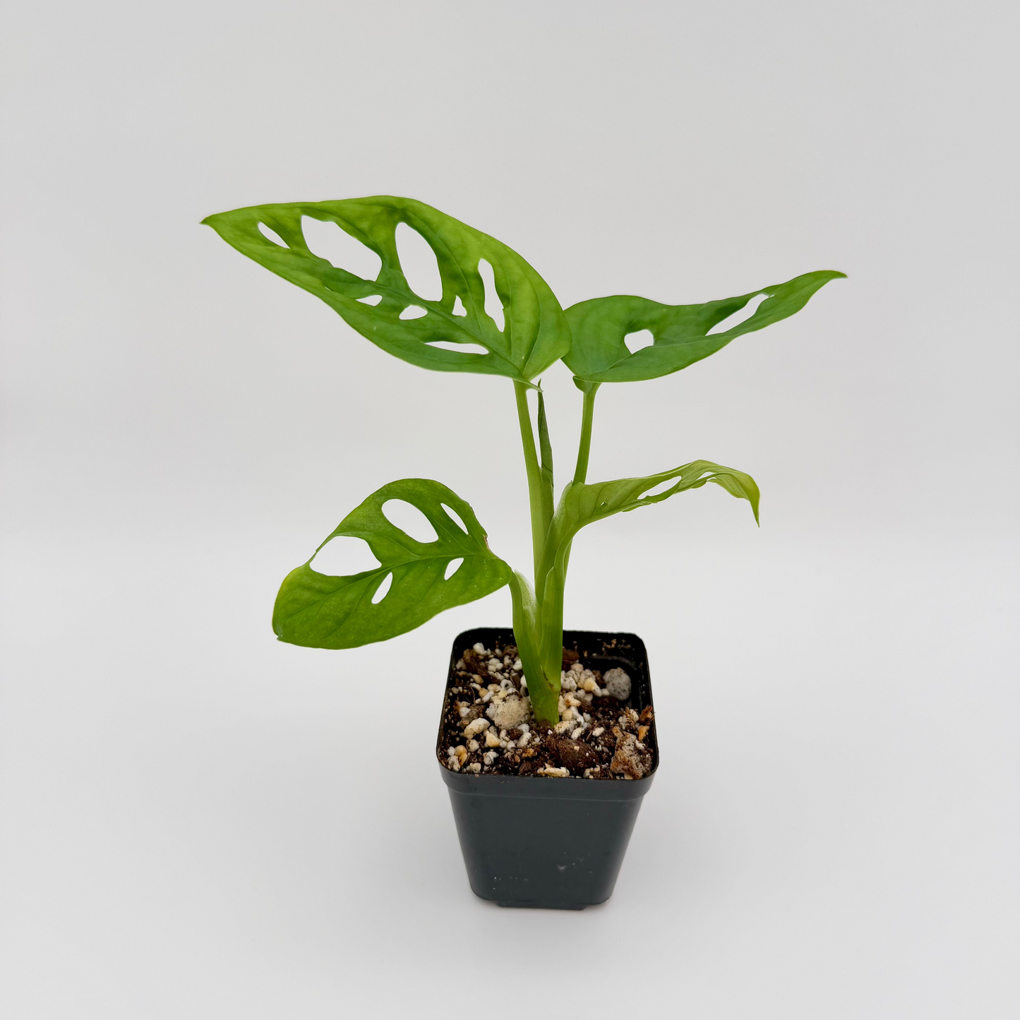Swiss Cheese Monstera | Monstera adansonii