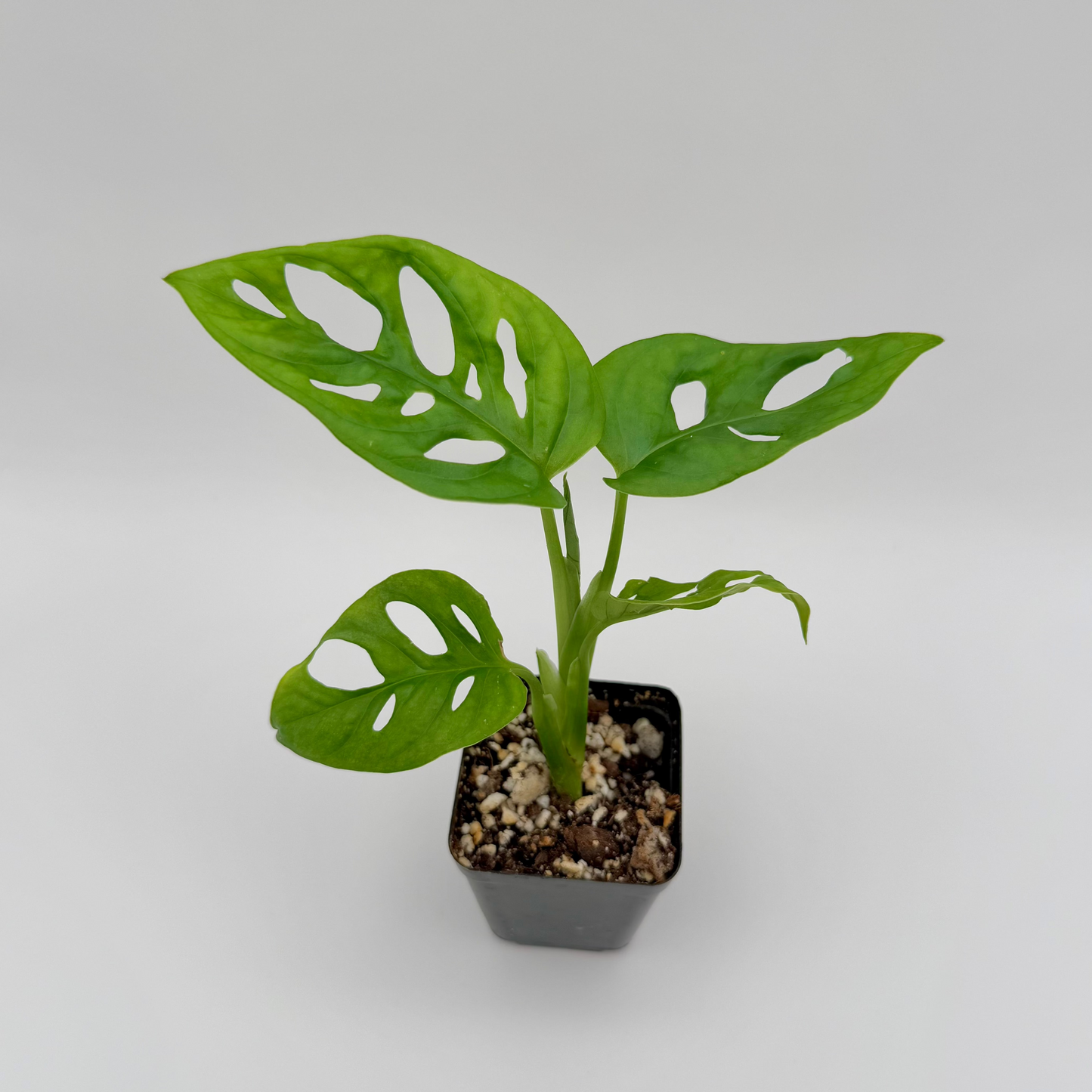 Swiss Cheese Monstera | Monstera adansonii