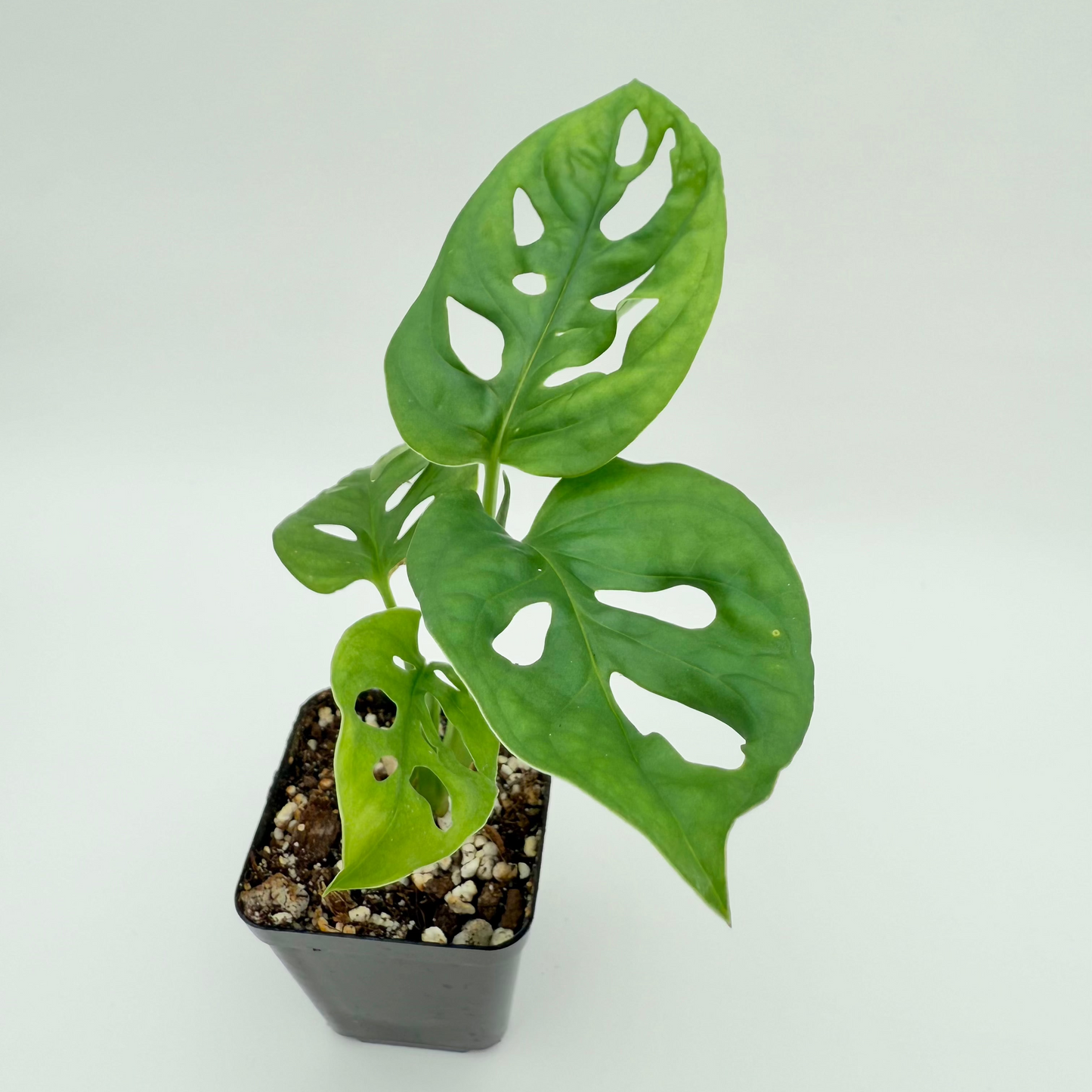 Swiss Cheese Monstera | Monstera adansonii