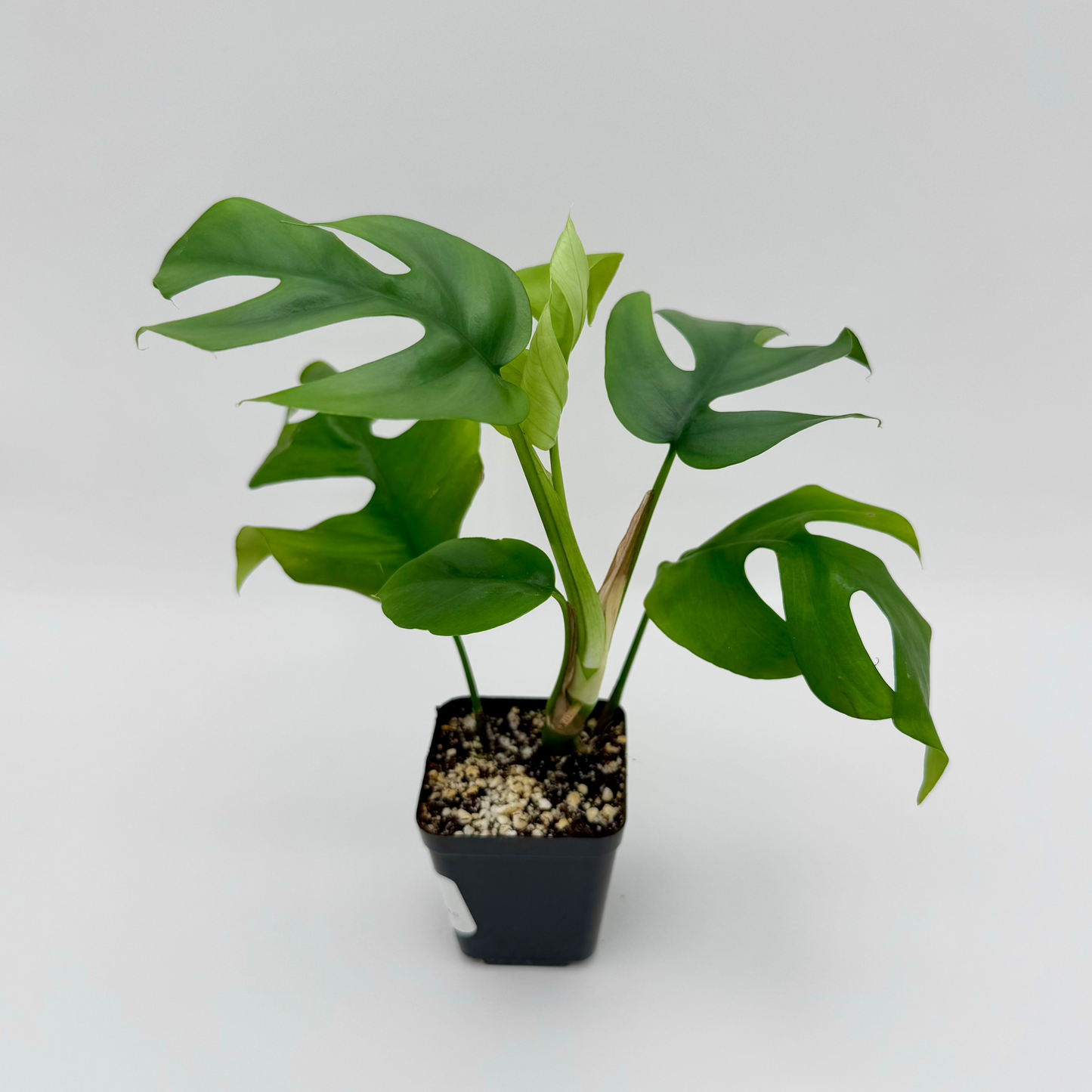Mini Monstera | Rhaphidophora tetrasperma