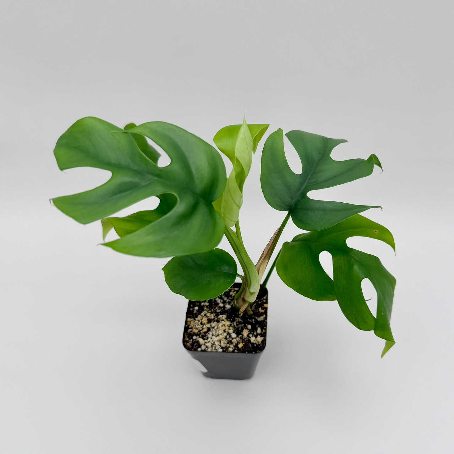 Mini Monstera | Rhaphidophora tetrasperma