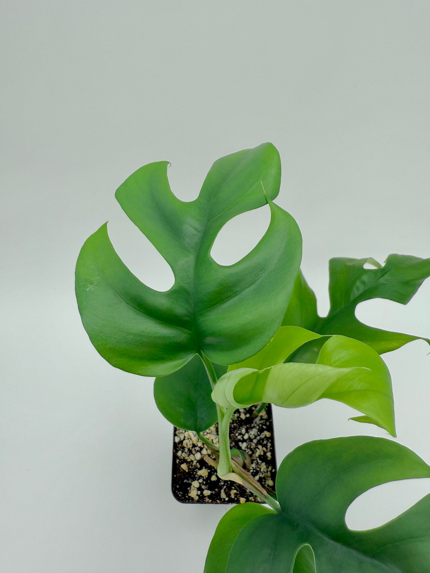 Mini Monstera | Rhaphidophora tetrasperma