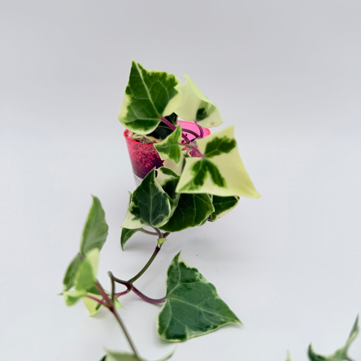 Wax Ivy | Senecio macroglossus 'Varigatus'