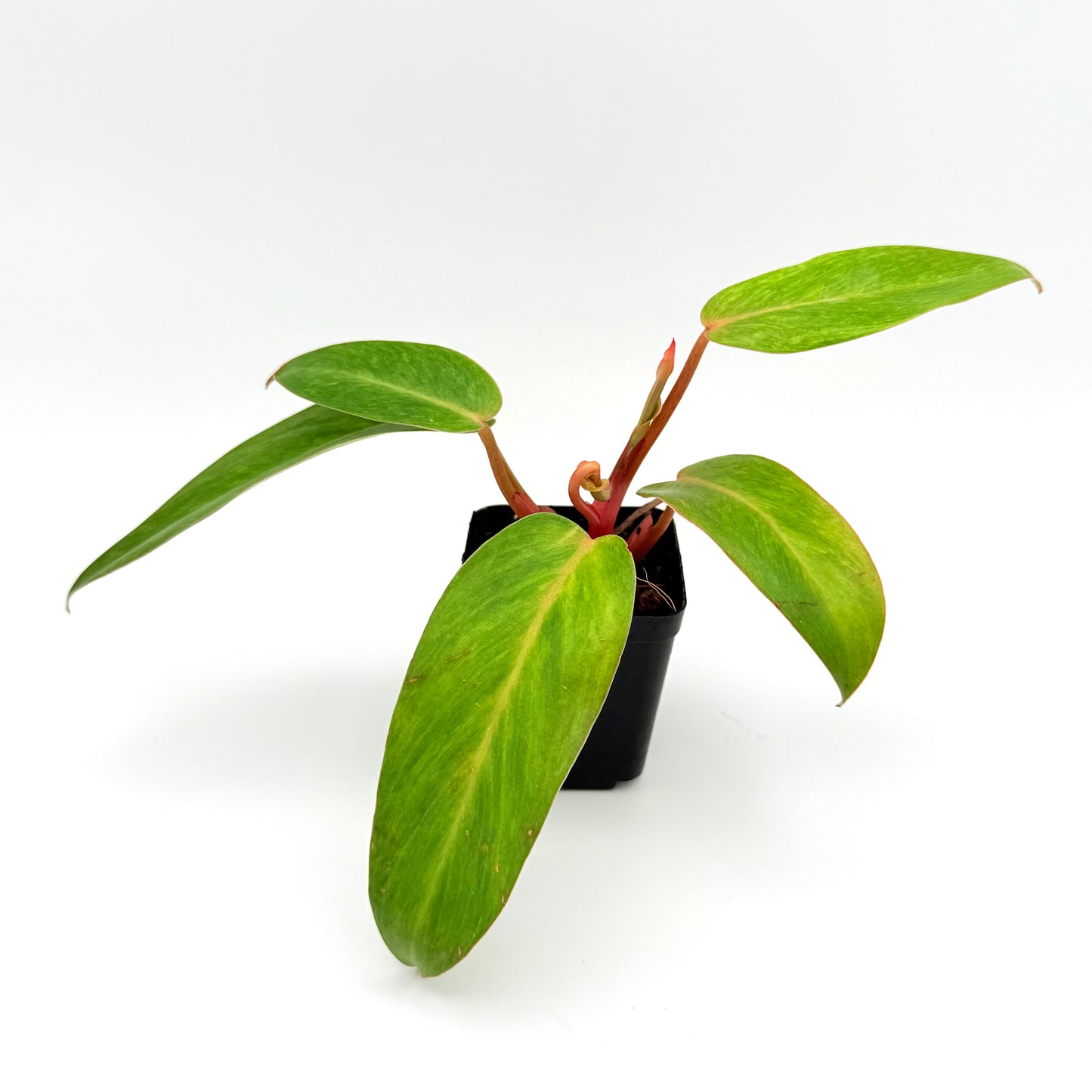 Painted Lady Philodendron | Philodendron erubescens ‘Painted Lady’