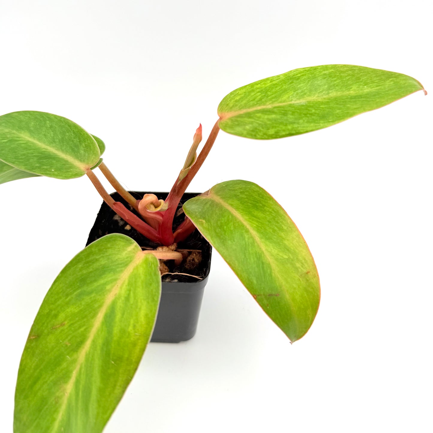 Painted Lady Philodendron | Philodendron erubescens ‘Painted Lady’