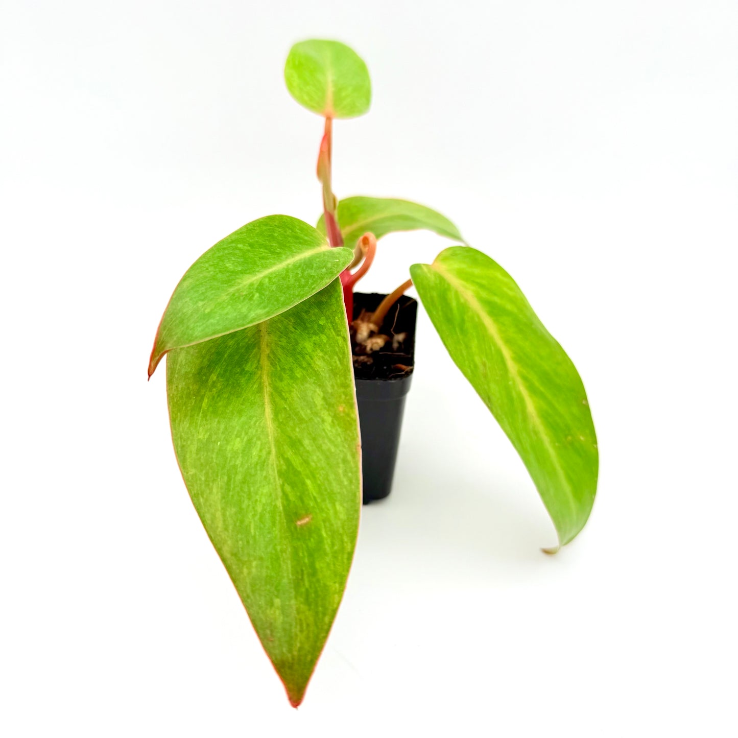 Painted Lady Philodendron | Philodendron erubescens ‘Painted Lady’