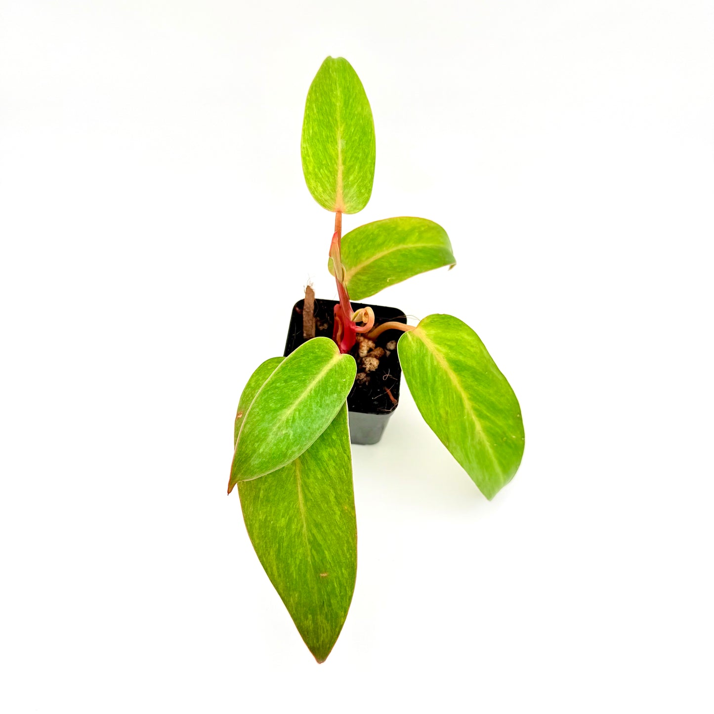 Painted Lady Philodendron | Philodendron erubescens ‘Painted Lady’