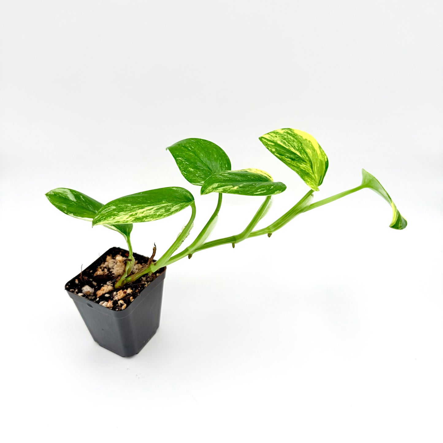 Monstera Standleyana Aurea
