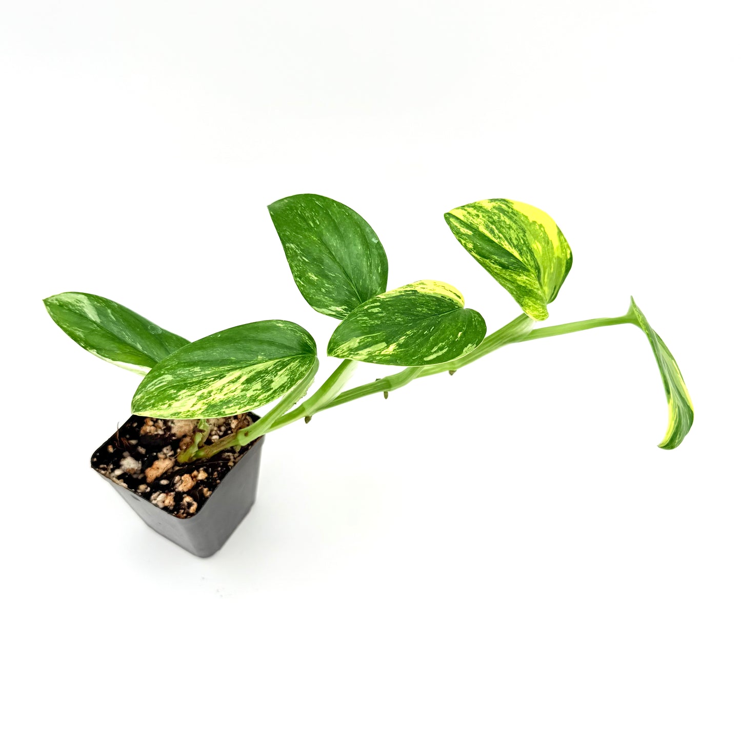Monstera Standleyana Aurea