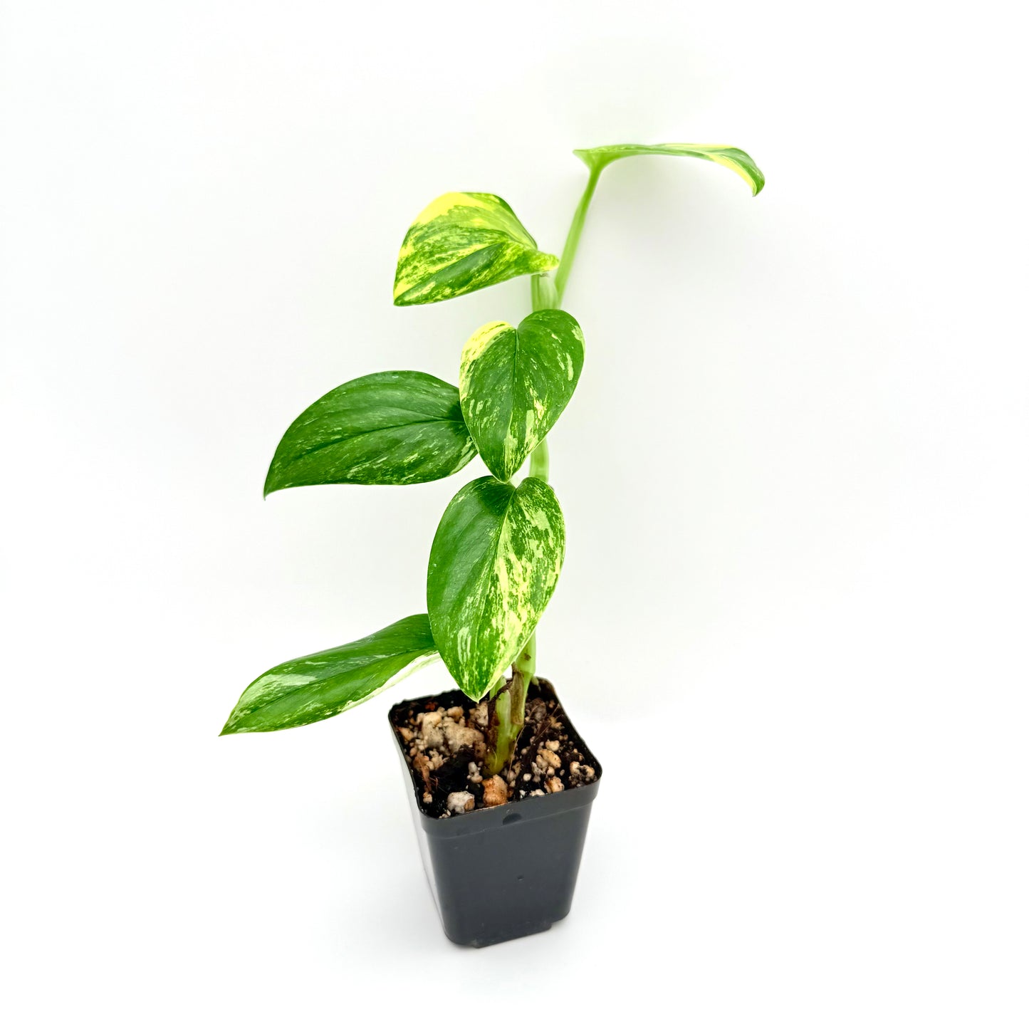 Monstera Standleyana Aurea