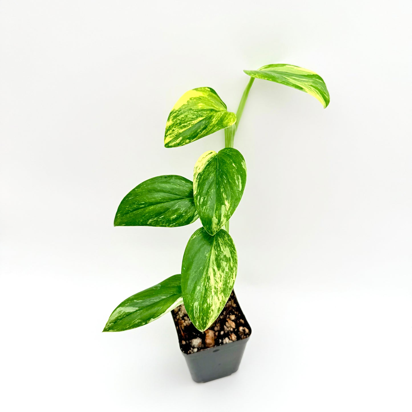 Monstera Standleyana Aurea