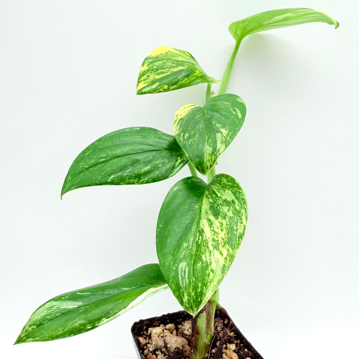 Monstera Standleyana Aurea
