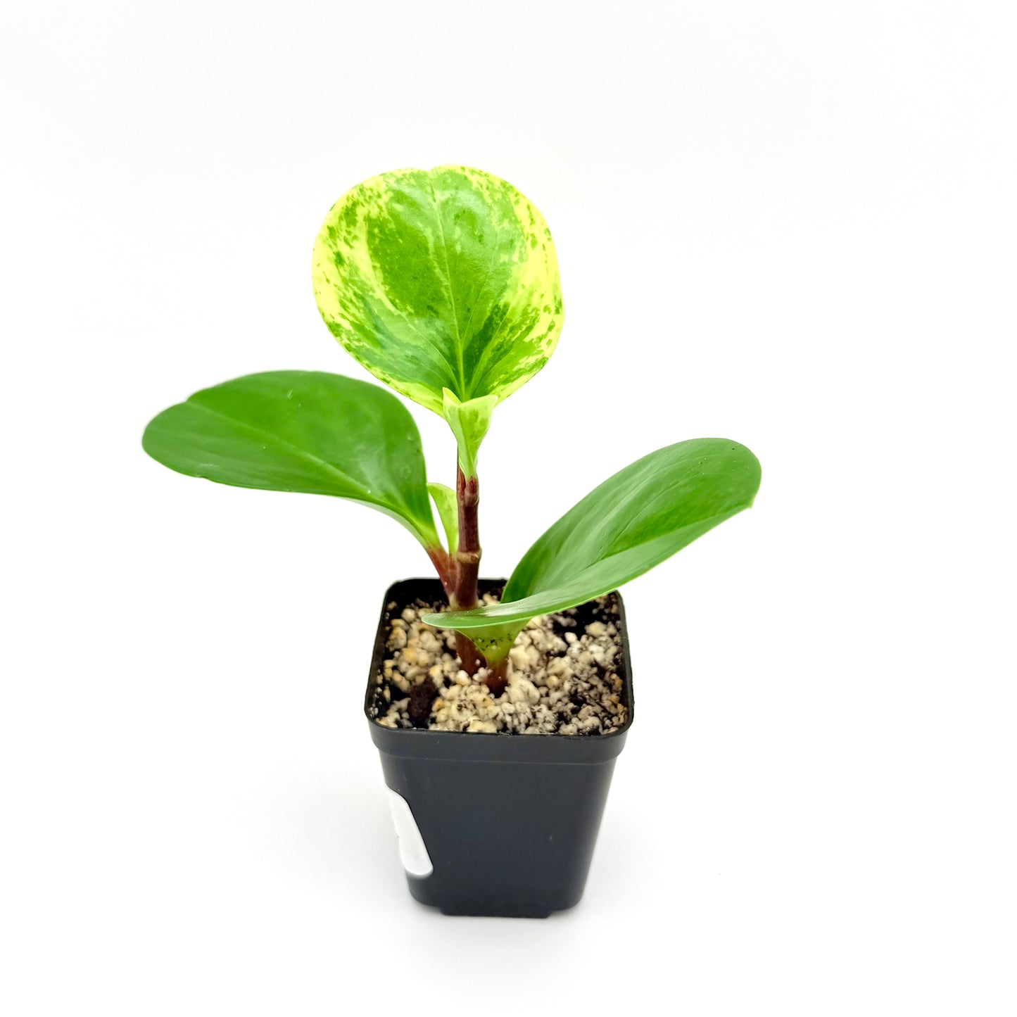 Variegated Baby Rubber Plant | Peperomia obtusifolia Variegata