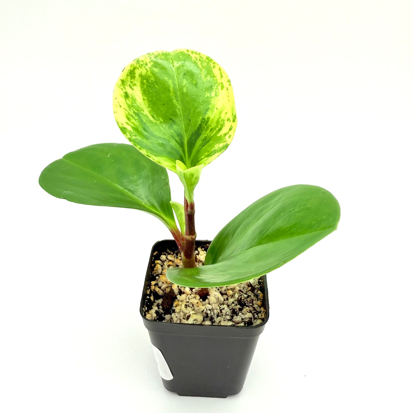 Variegated Baby Rubber Plant | Peperomia obtusifolia Variegata