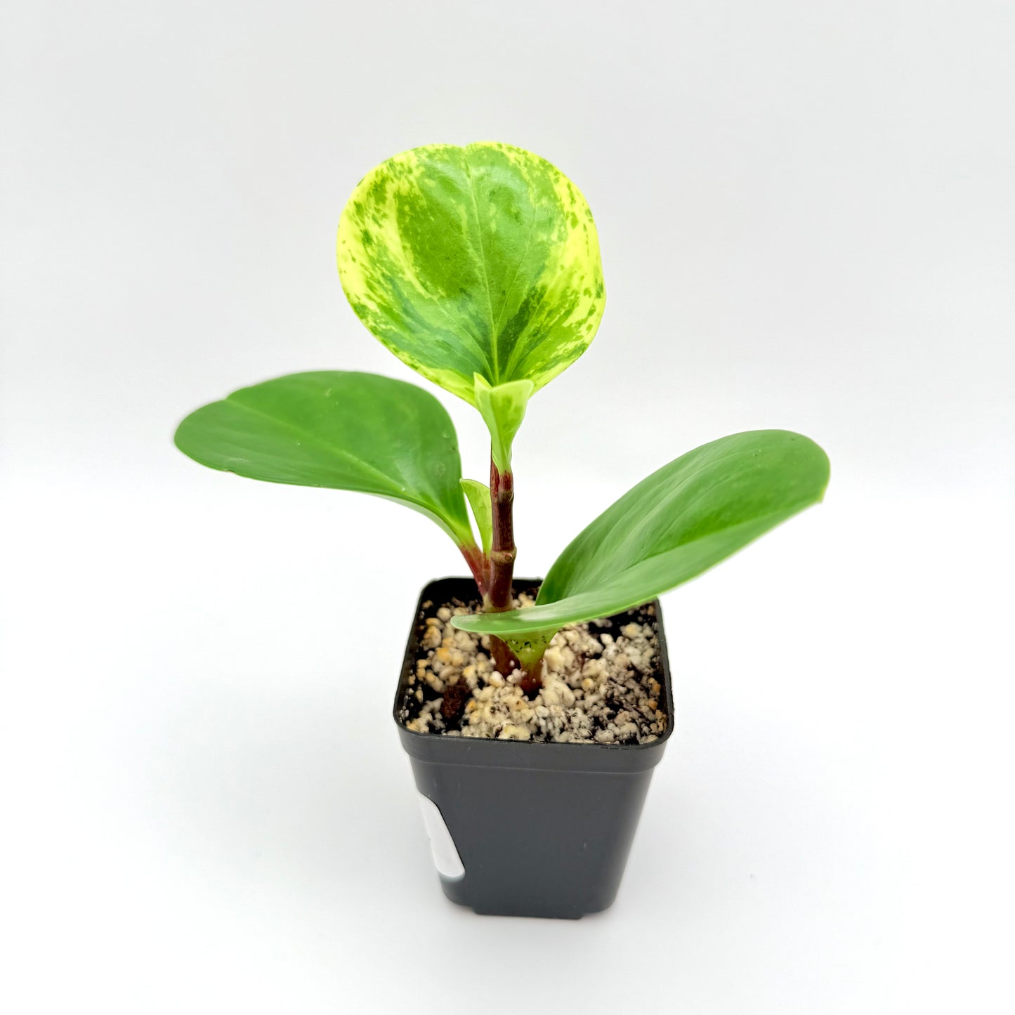 Variegated Baby Rubber Plant | Peperomia obtusifolia Variegata