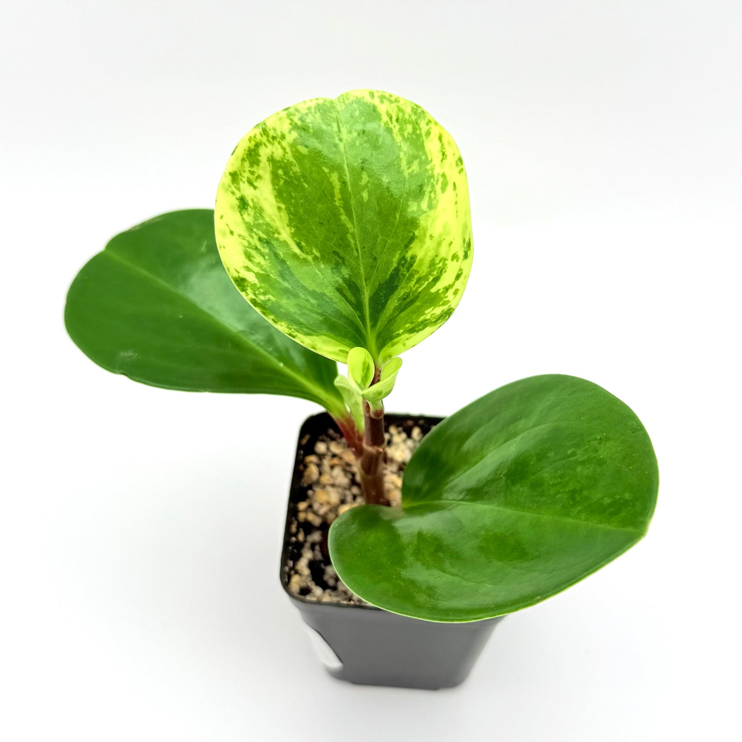Variegated Baby Rubber Plant | Peperomia obtusifolia Variegata