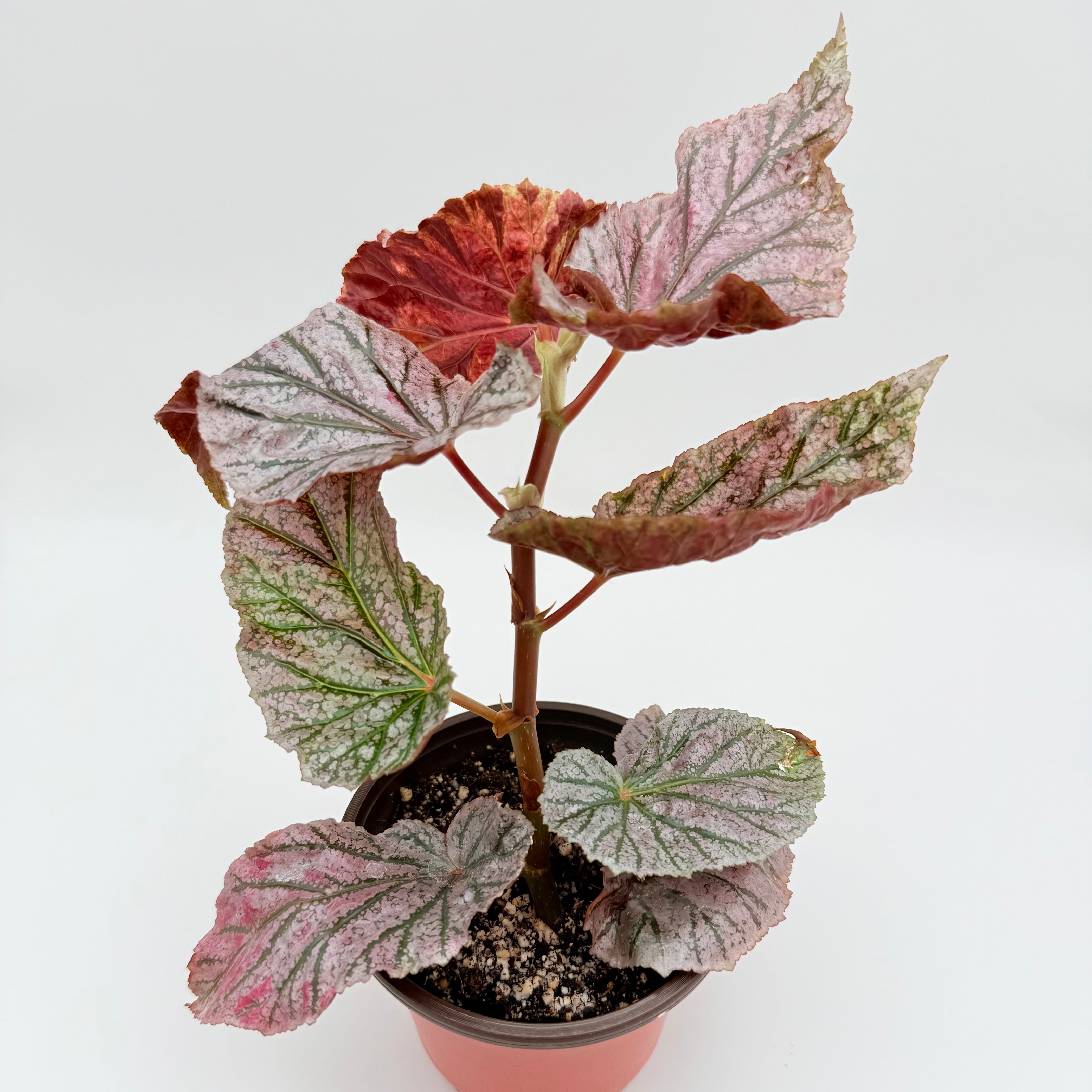 Begonia 'Maurice Amey' | 'Miss Mums' Begonia, Mallet Stem Begonia Begonia 'Maurice Amey' | 'Miss Mums' Begonia, Mallet Stem Begonia