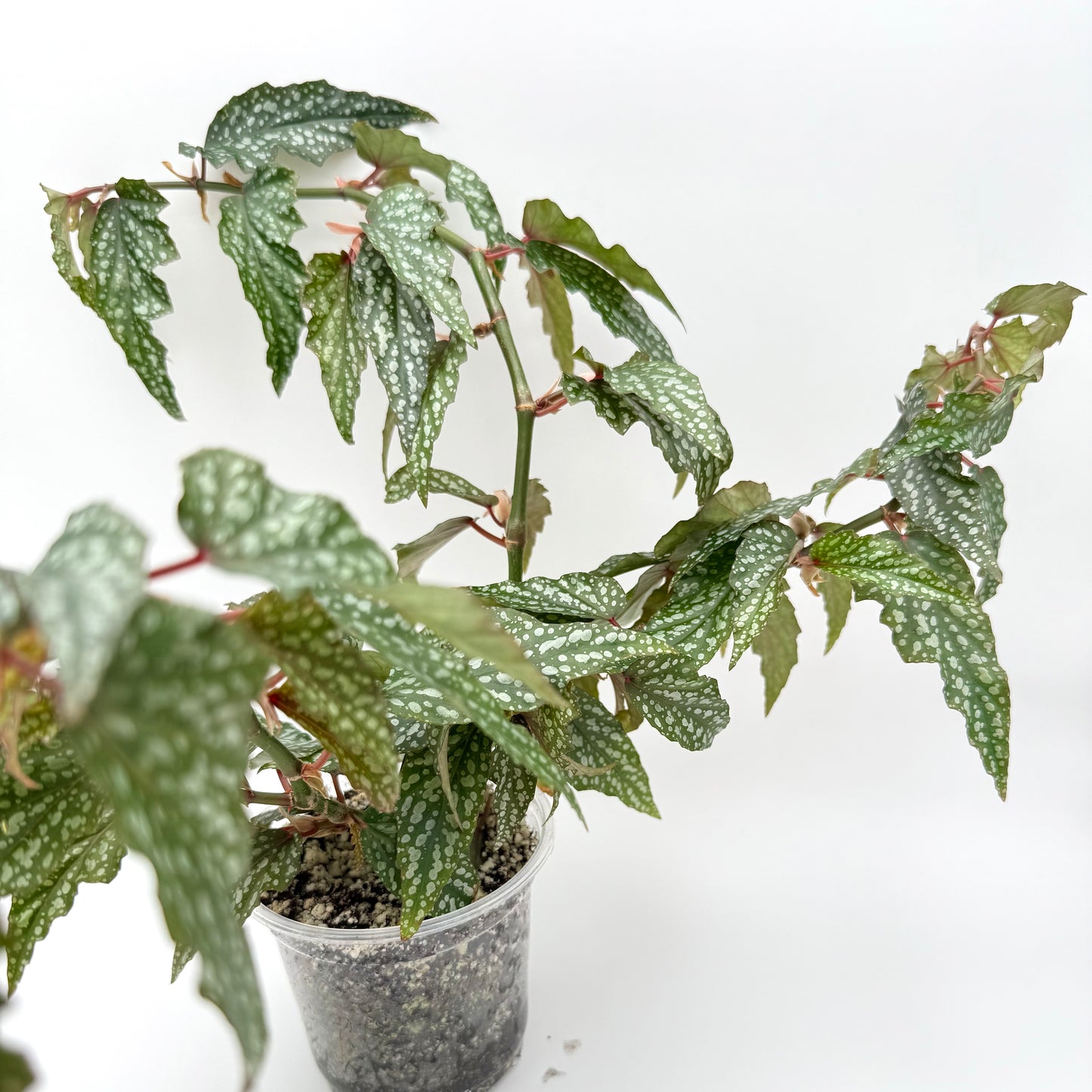 Angel Wing Begonia with green leaves that have silvery dots and red petioles.