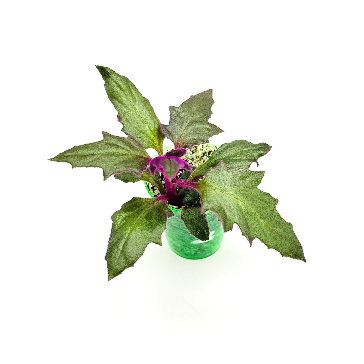 Purple Passion Plant | (Gynura aurantiaca)