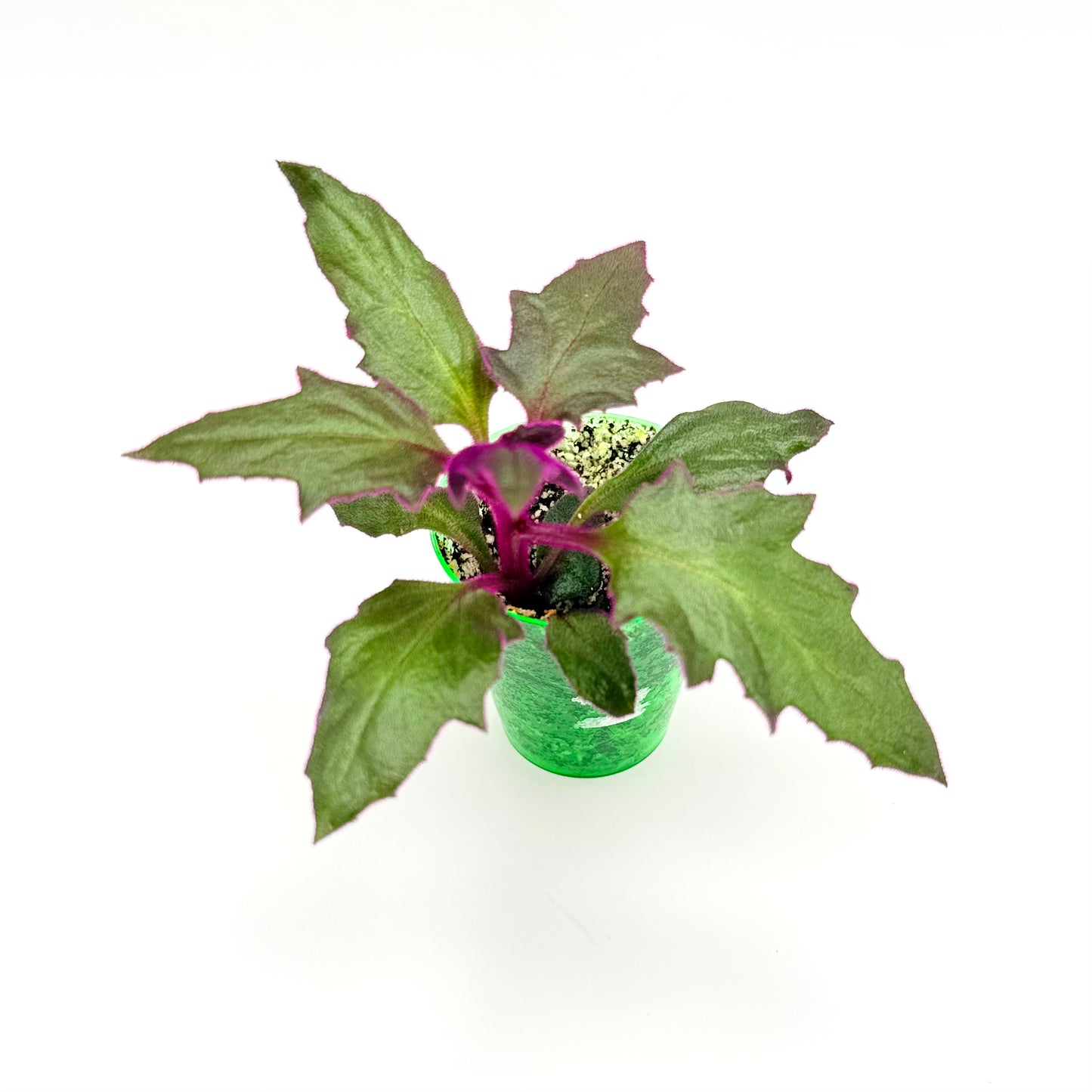Purple Passion Plant with fuzzy purple leaves and stem. Pet Friendly.