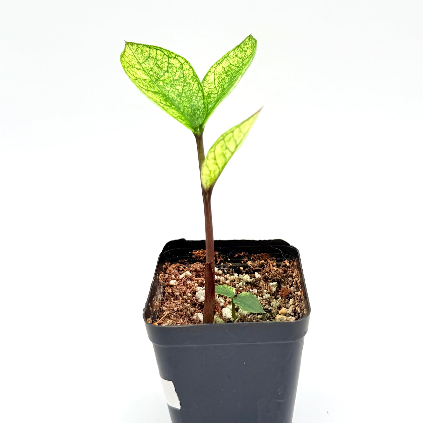 Uncommon Chameleon ZZ Plant with neon green leaves and darker green veining. Low light tolerant.