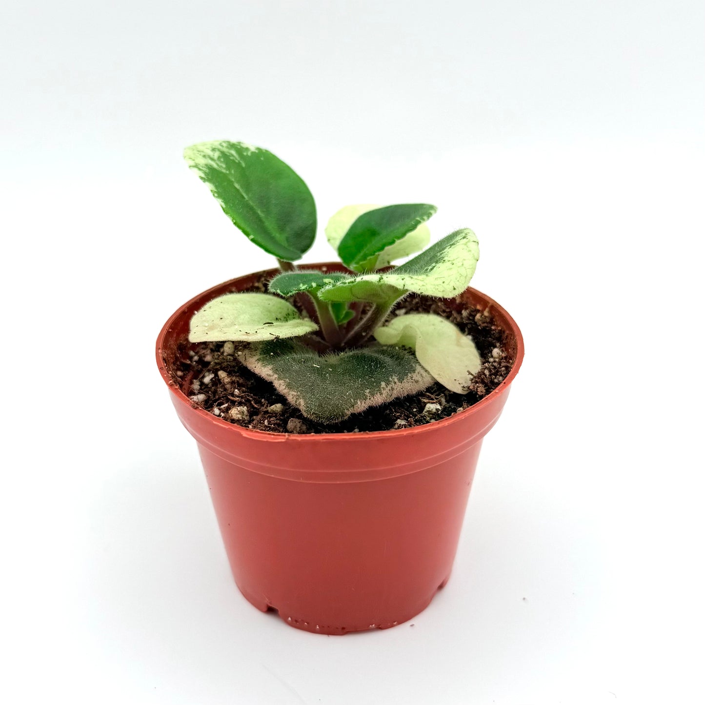 African Violets, Pink Flowers | Saintpaulia ionantha