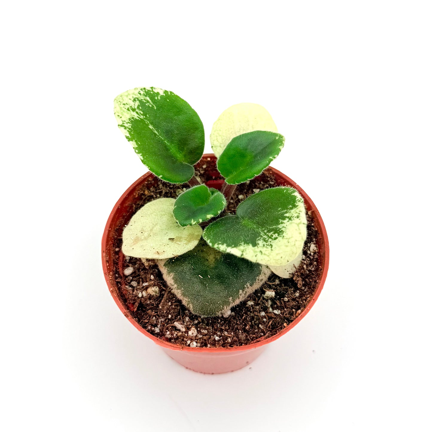 African Violets, Pink Flowers | Saintpaulia ionantha