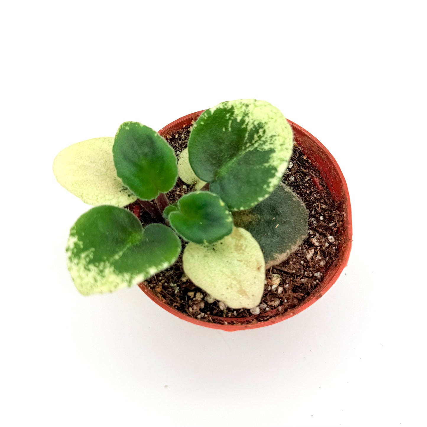 African Violets, Pink Flowers | Saintpaulia ionantha