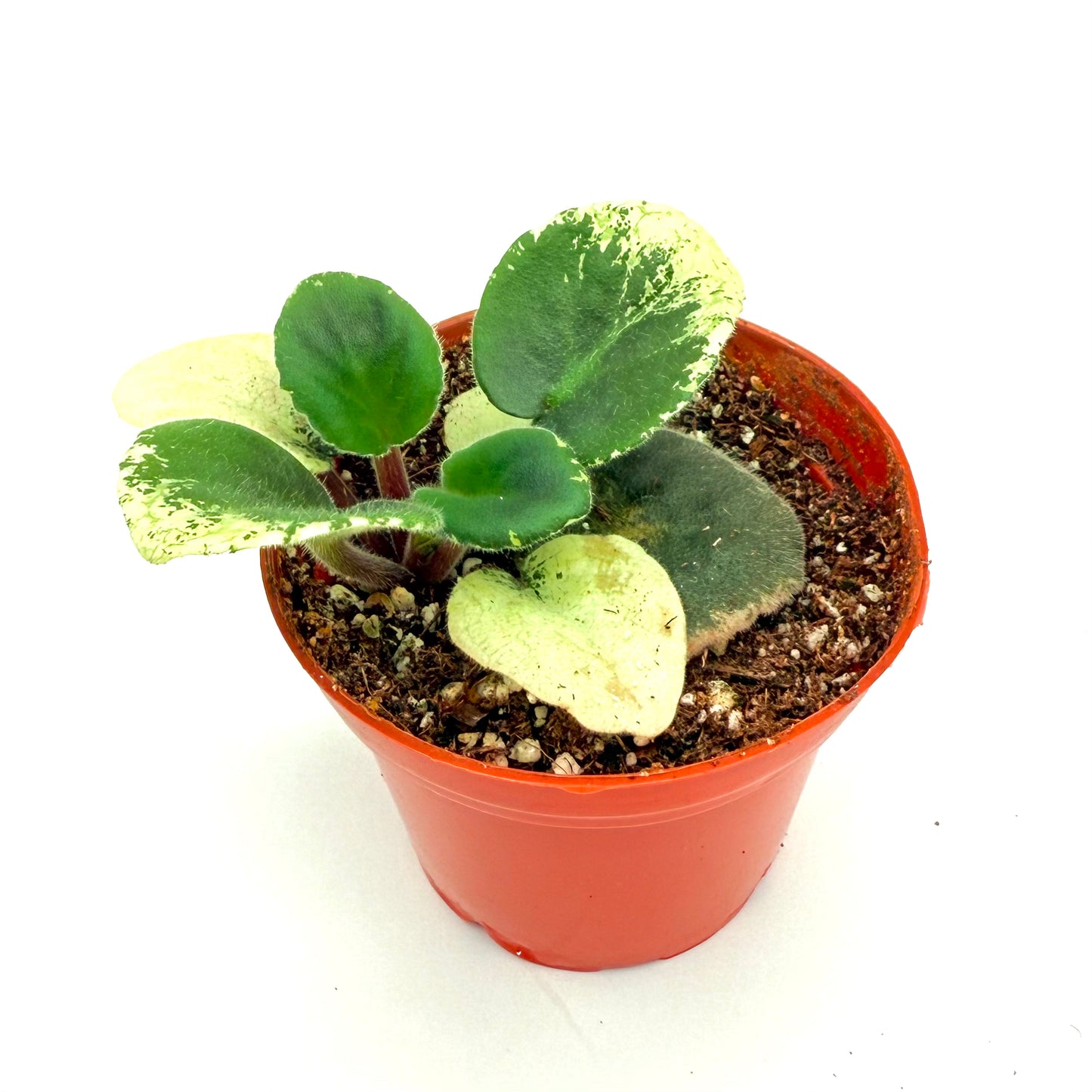 African Violet shown with variegated green and white leaves is a flowering plant. Pet friendly and comes in other varieties.