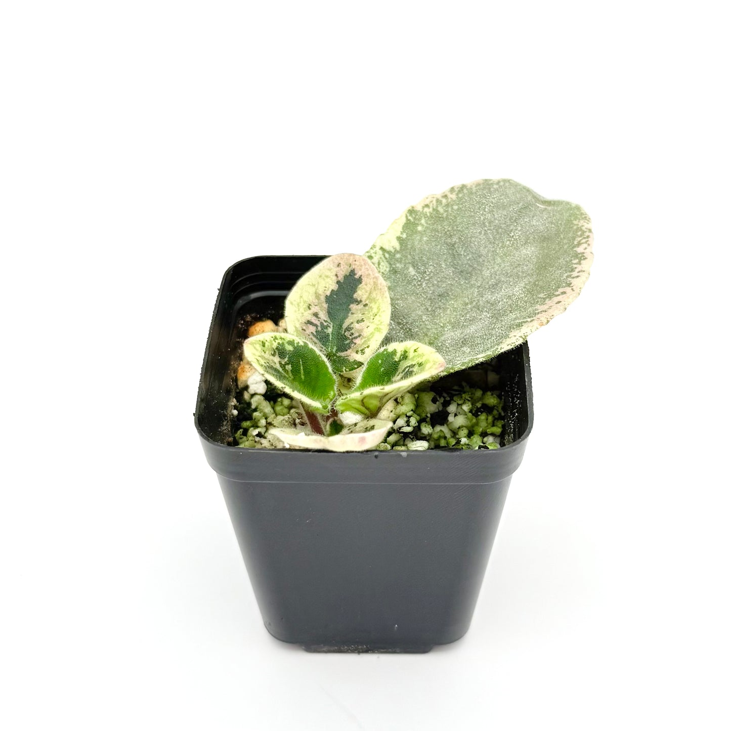 African Violets, Pink Flowers | Saintpaulia ionantha