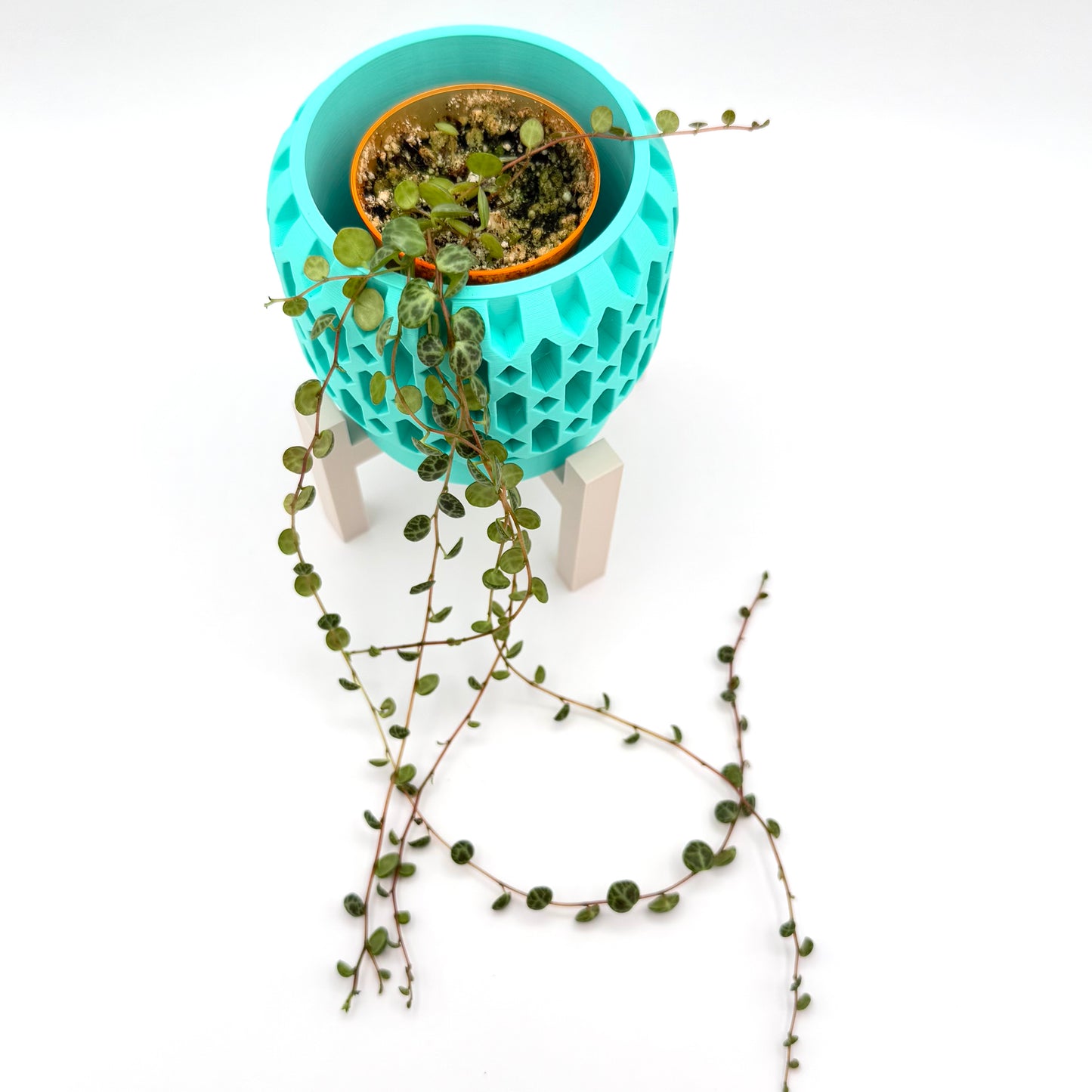 String of Turtles | Peperomia prostrata