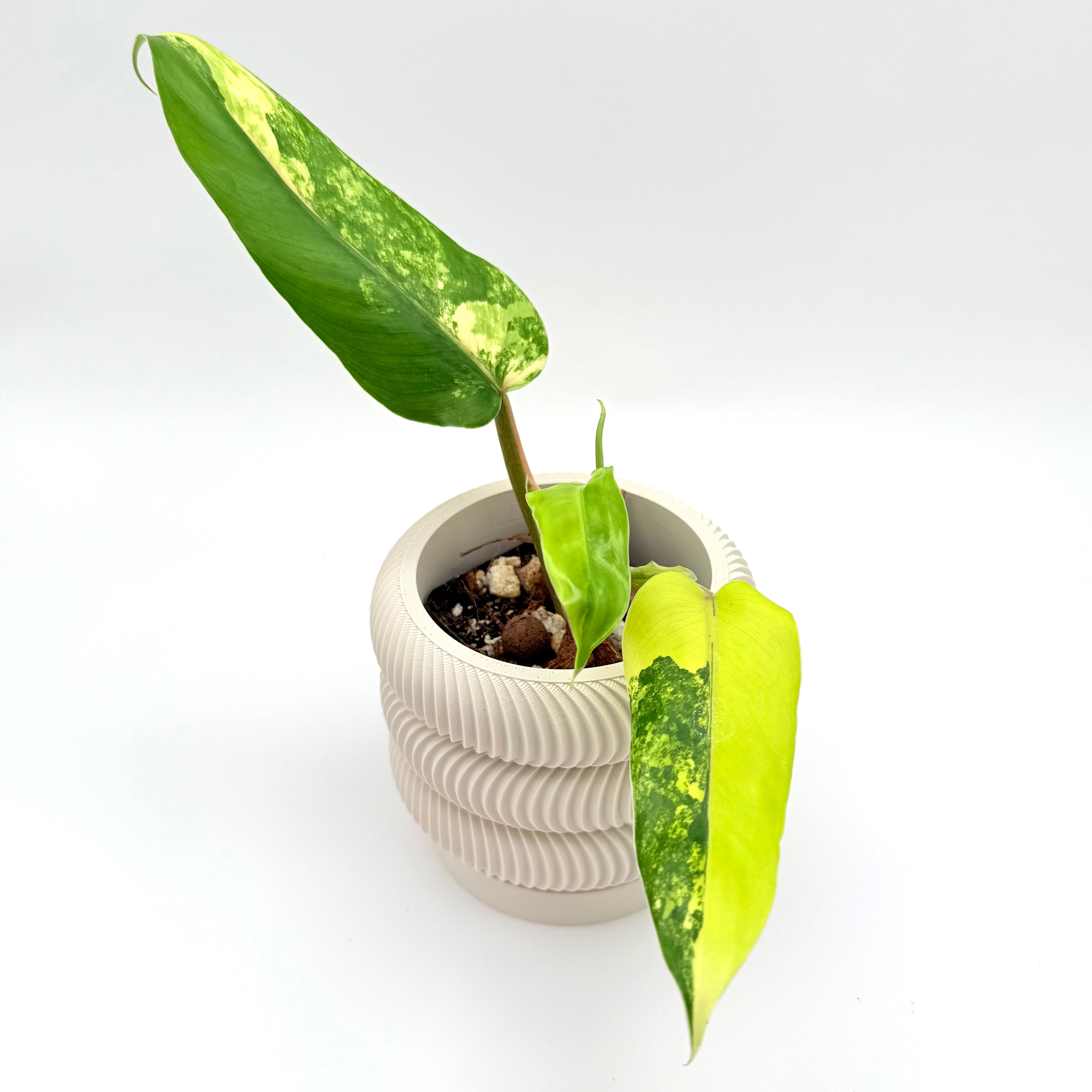 variegated philodendron plant Philodendron domesticum variegata variegated 2.5" *Preorder*