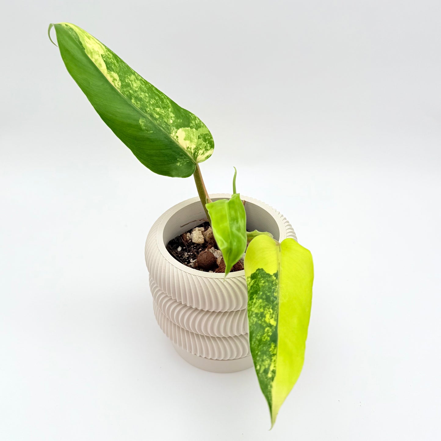 A rare Philodendron Domesticum Variegata plant with green and yellow variegated leaves.