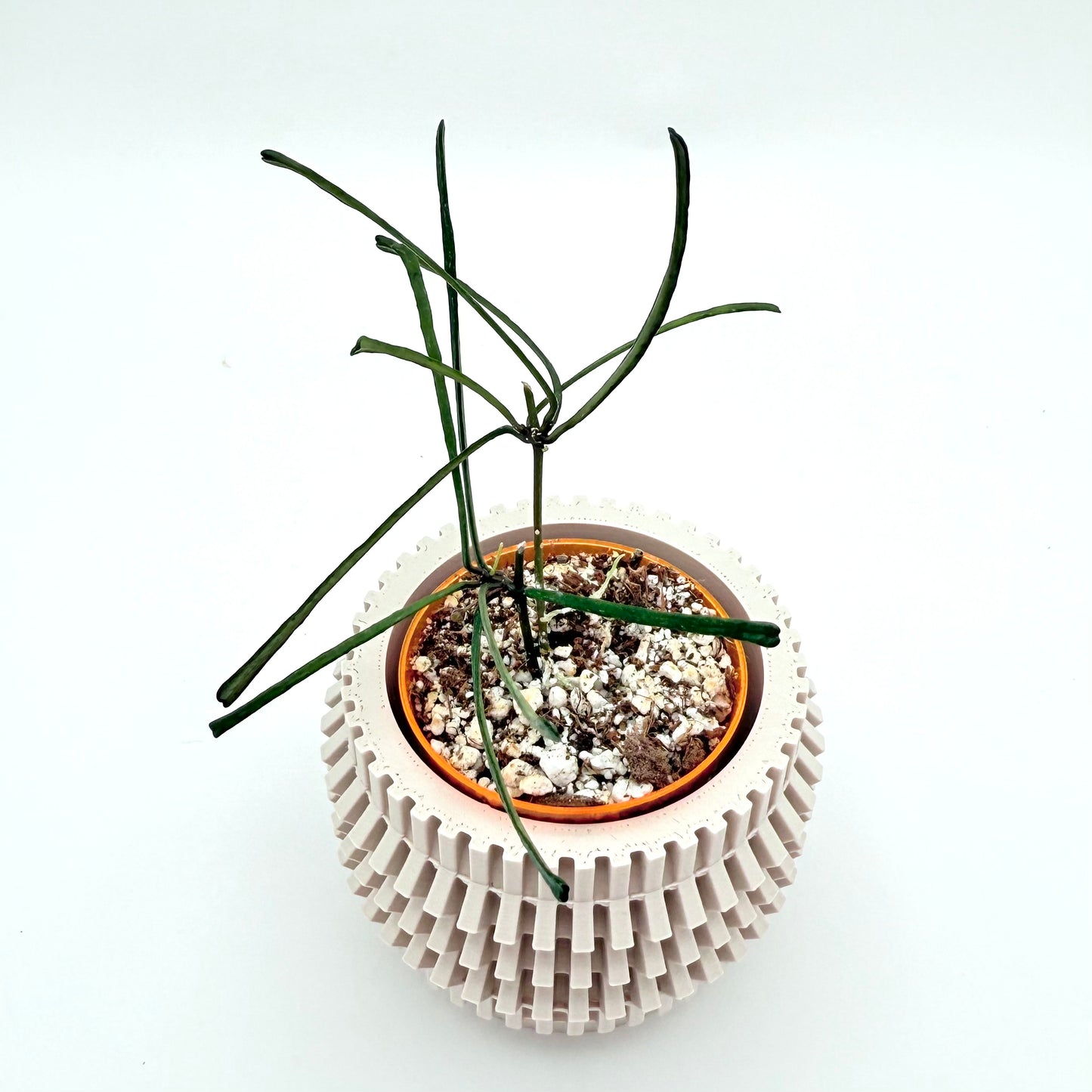 Hoya Retusa | Uncommon Houseplant
