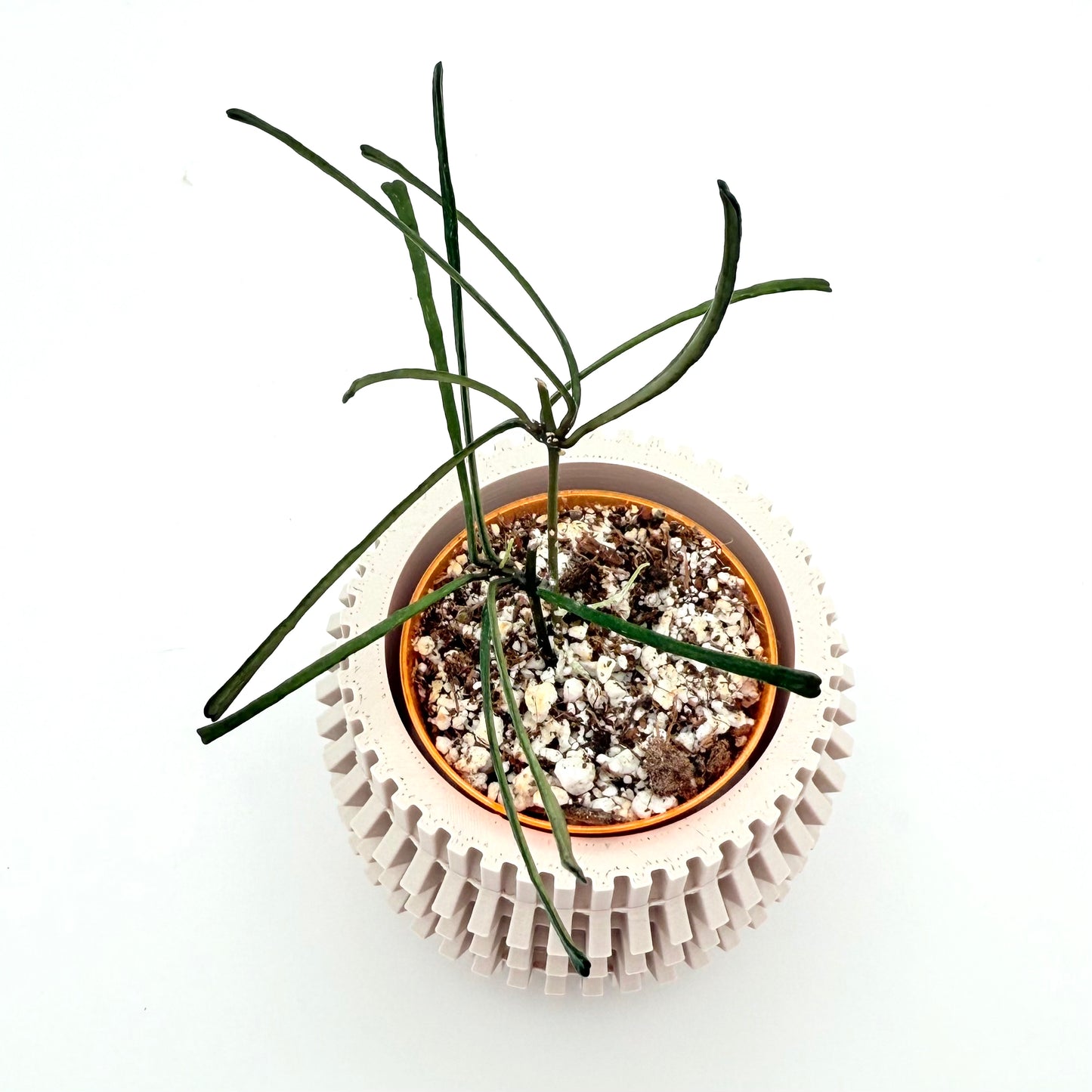 Hoya Retusa rare houseplant with thin green leaves. Easy care and pet friendly.